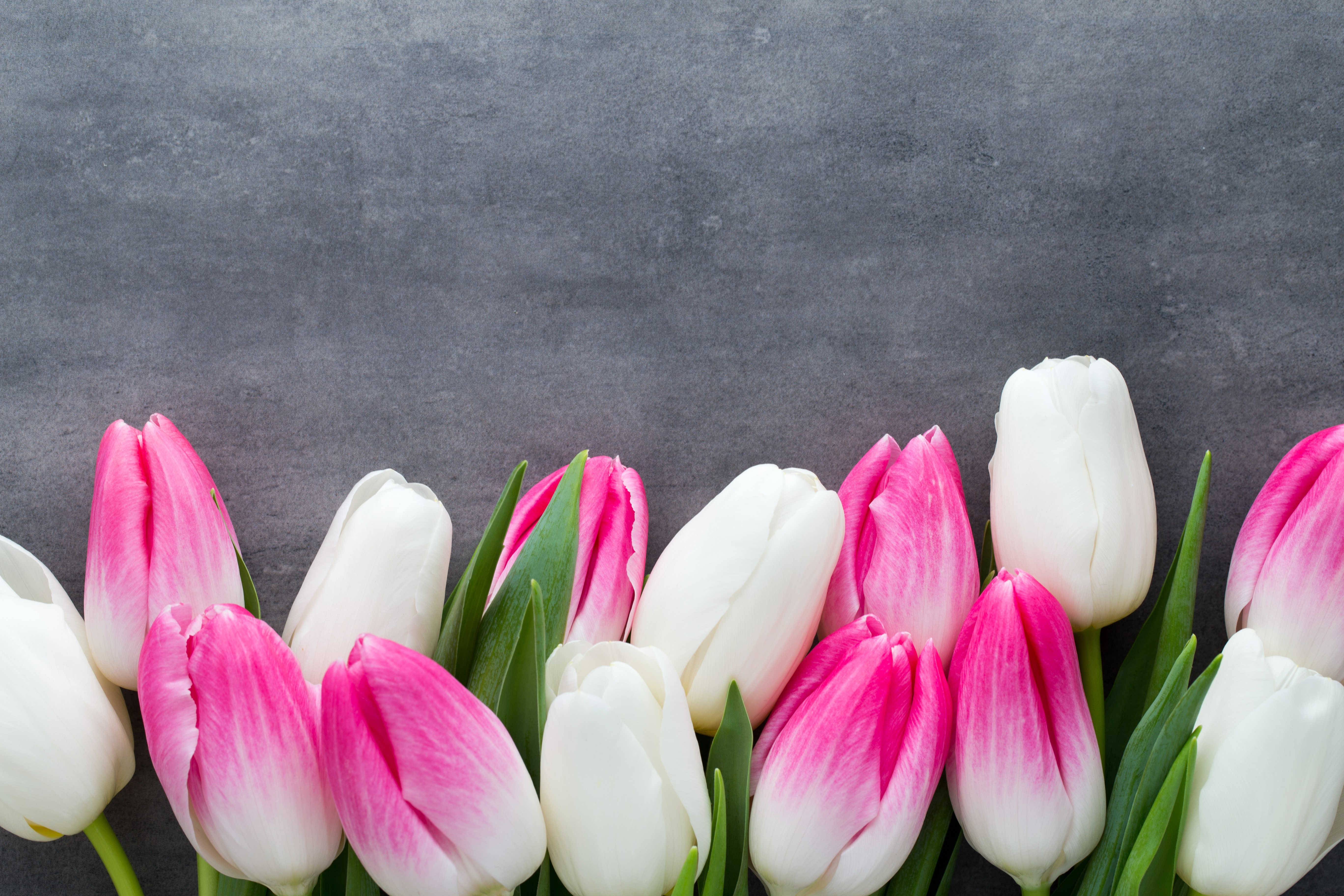 Pink and white tulips on a dark background HD Wallpaper