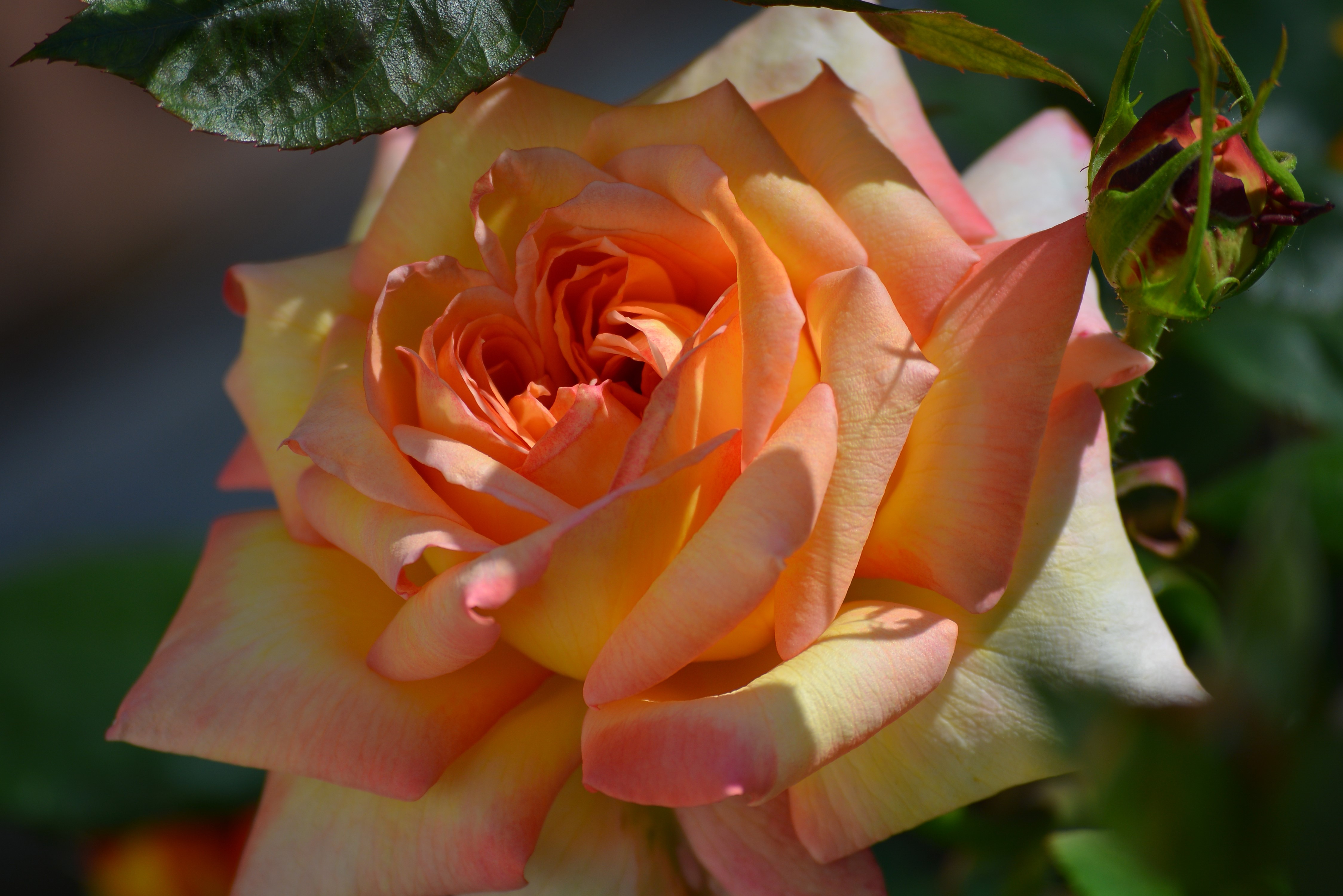 Closeup of a peach and yellow rose HD Wallpaper