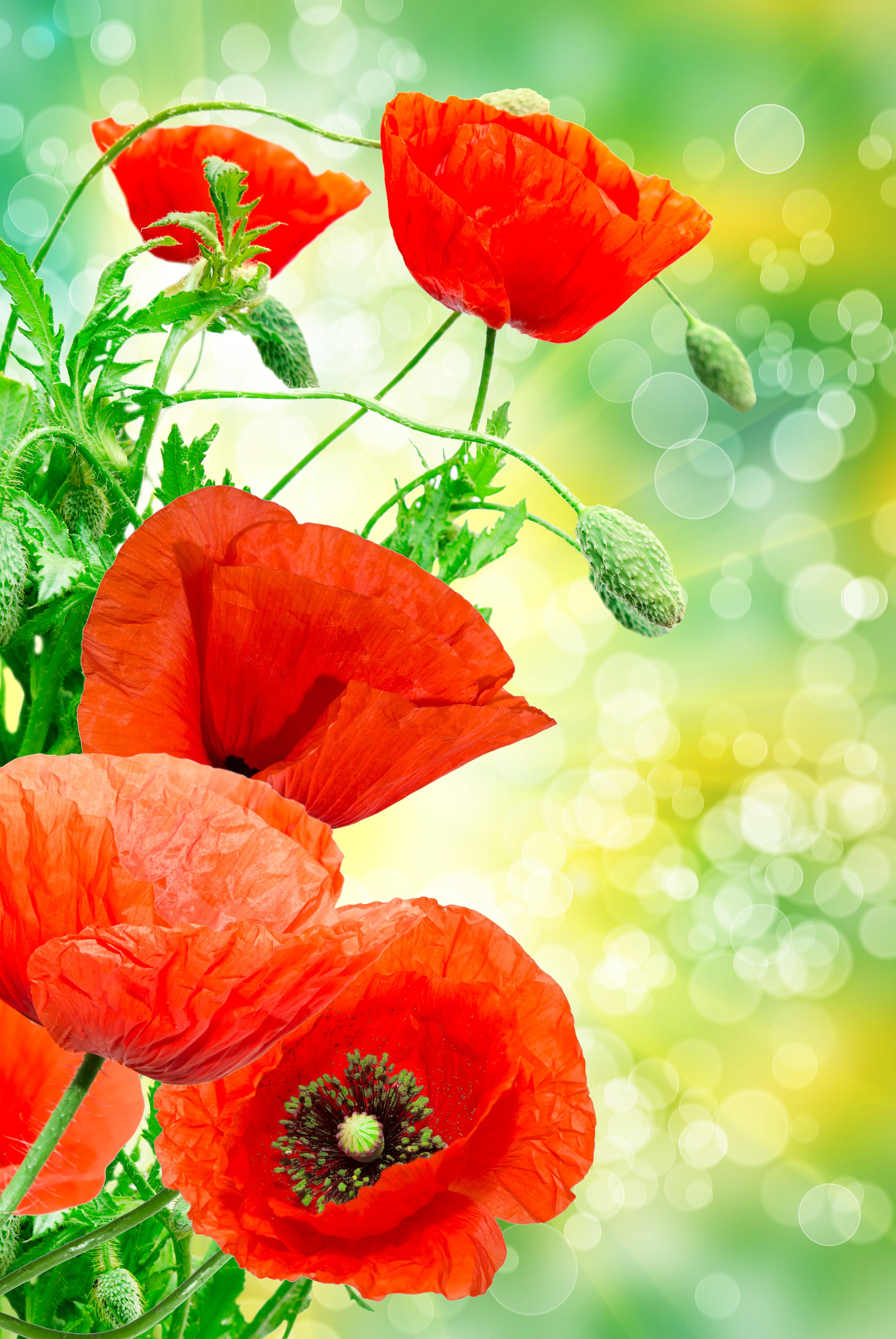 4K Poppies Closeup Red Flower-bud HD Phone Wallpaper