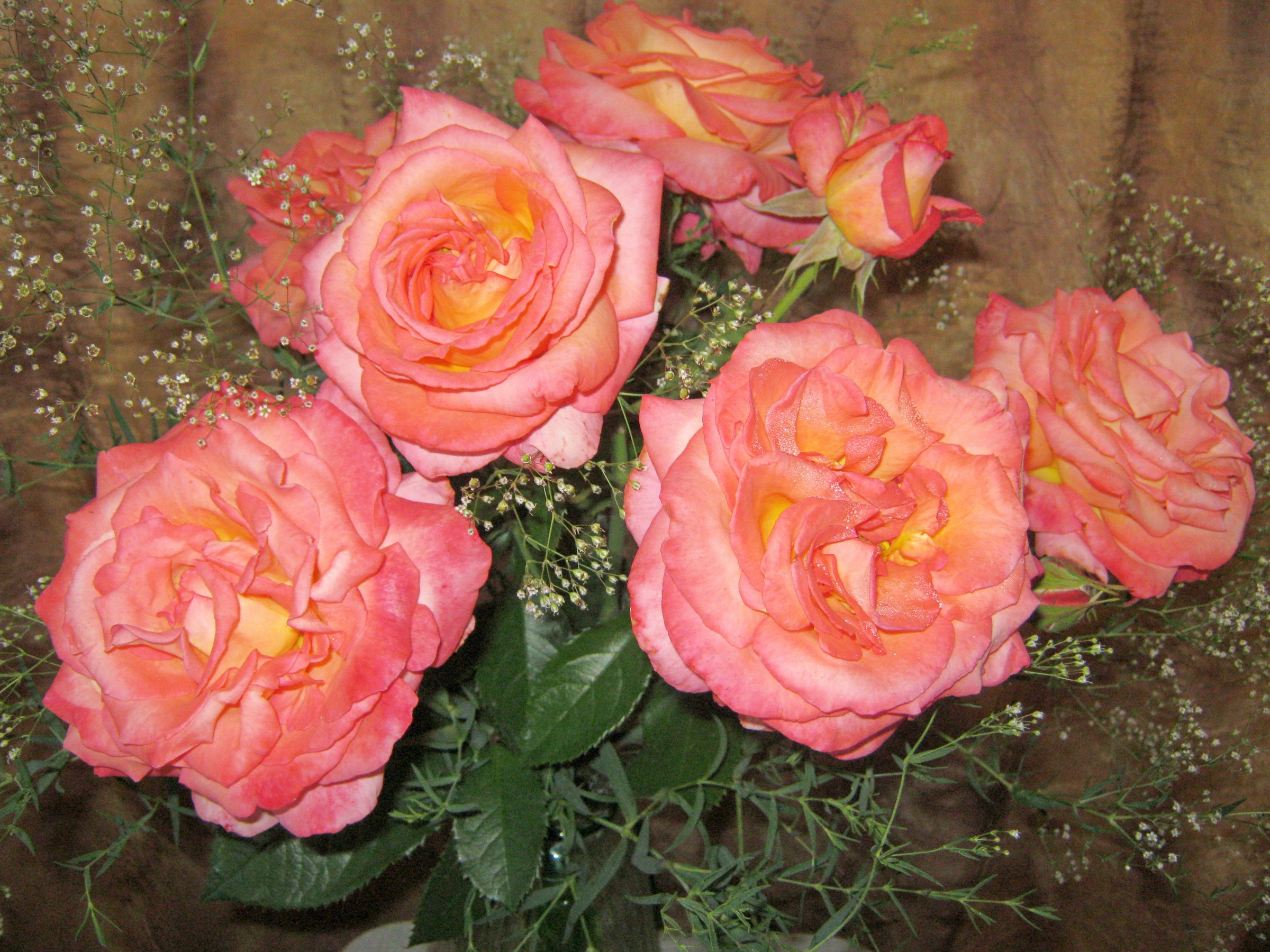 Pink and yellow roses with baby's breath HD Wallpaper