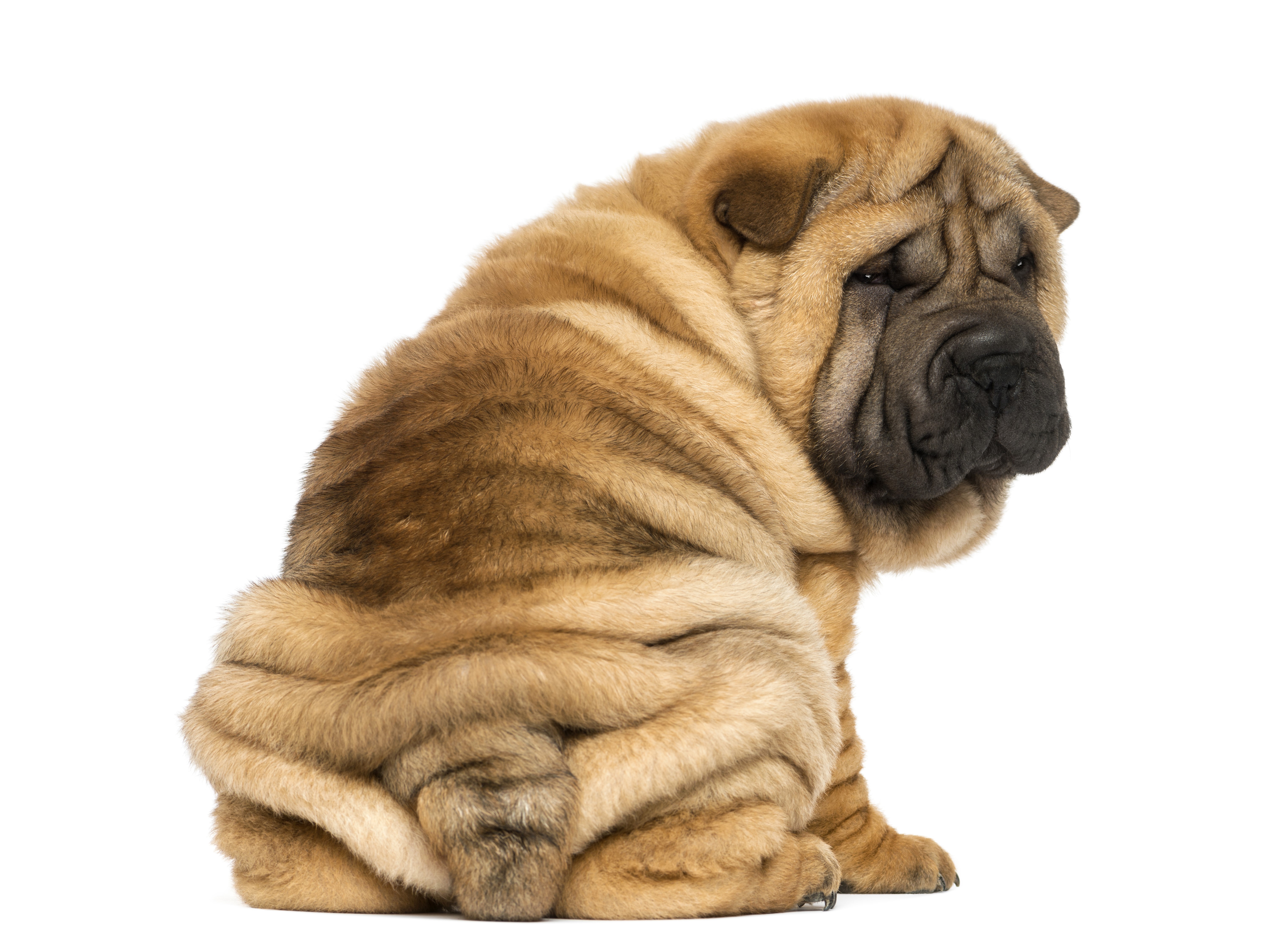 Shar Pei dog sitting on white background HD Wallpaper