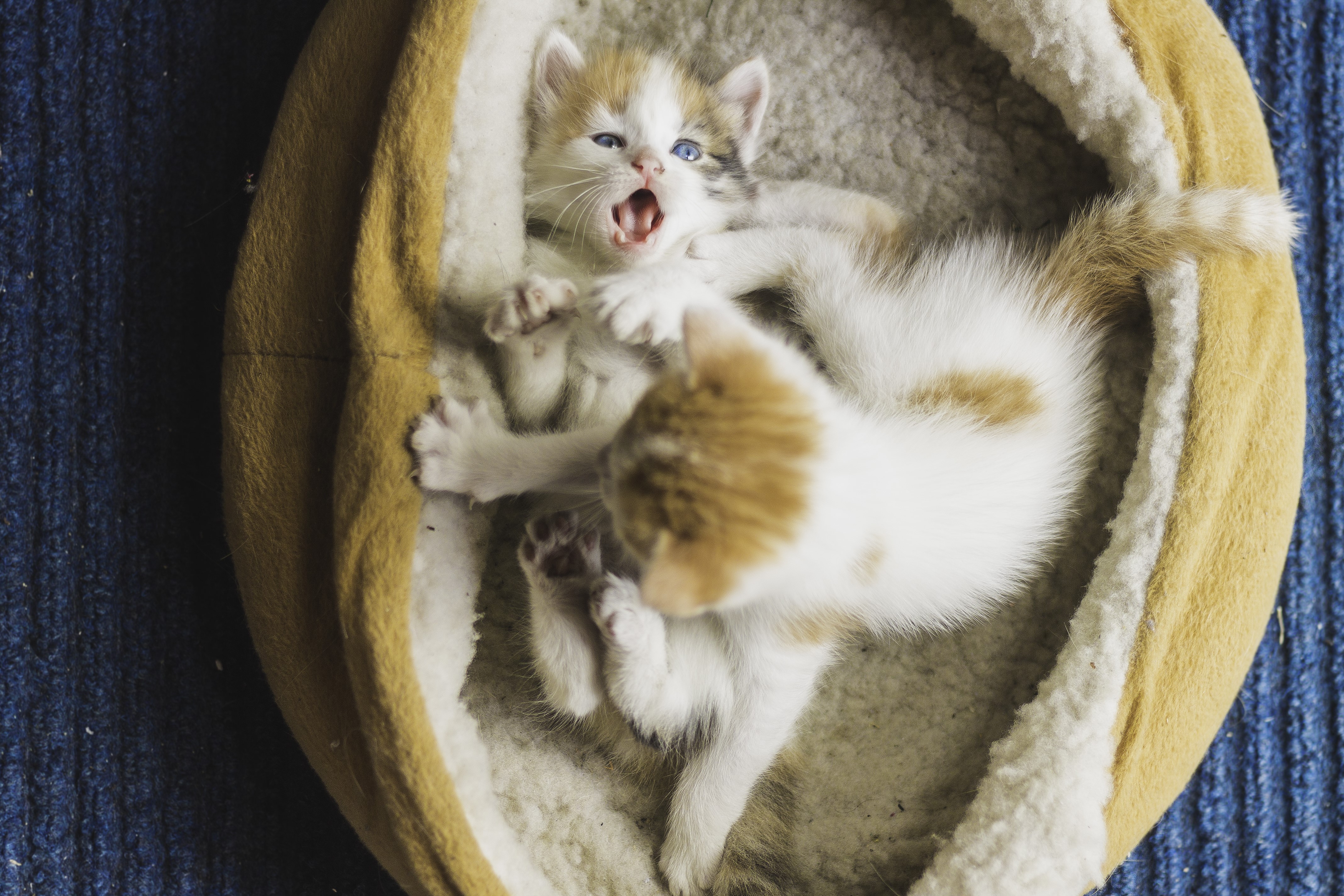 Two cute kittens playing in a bed HD Wallpaper