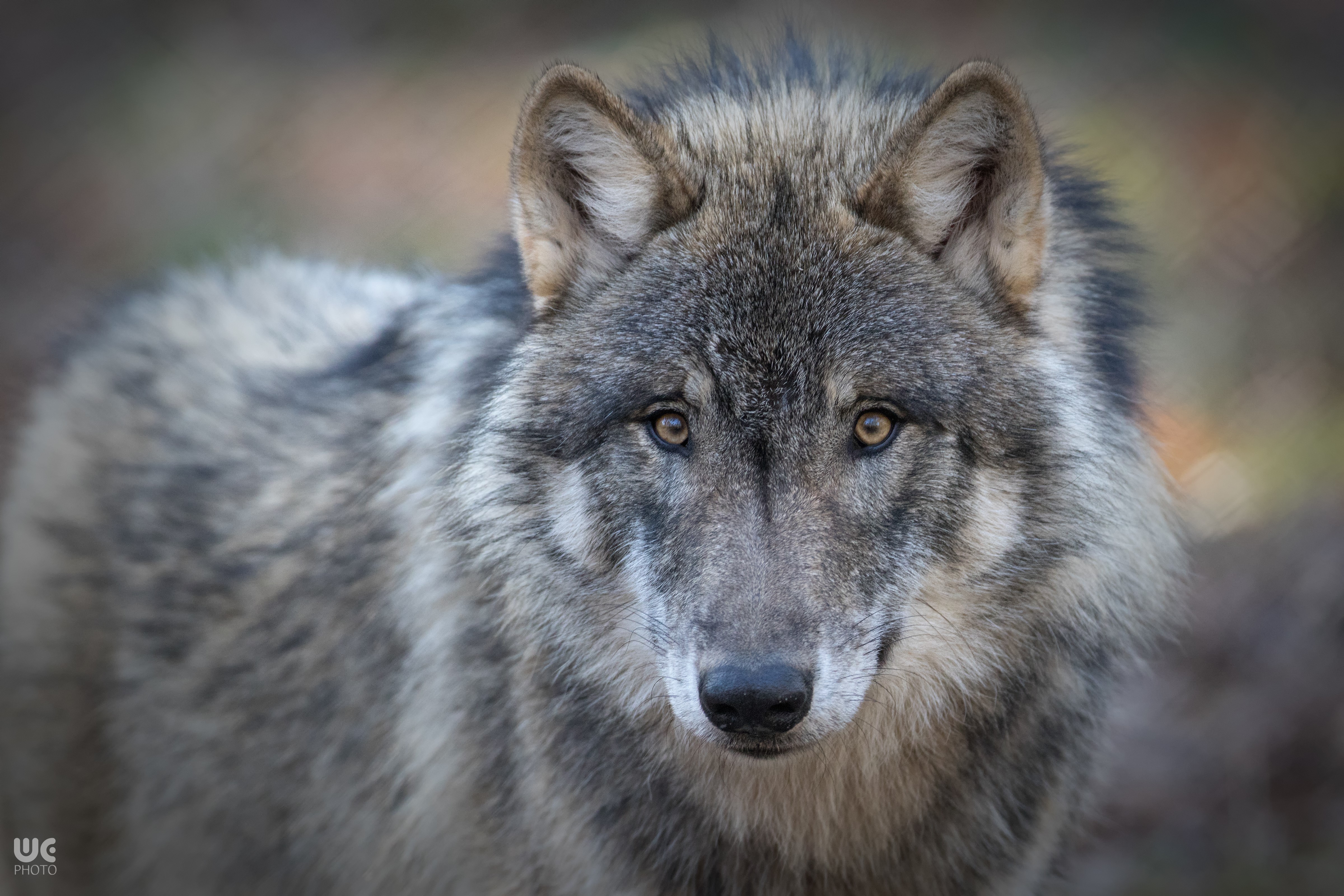 Wolf looking forward HD Wallpaper