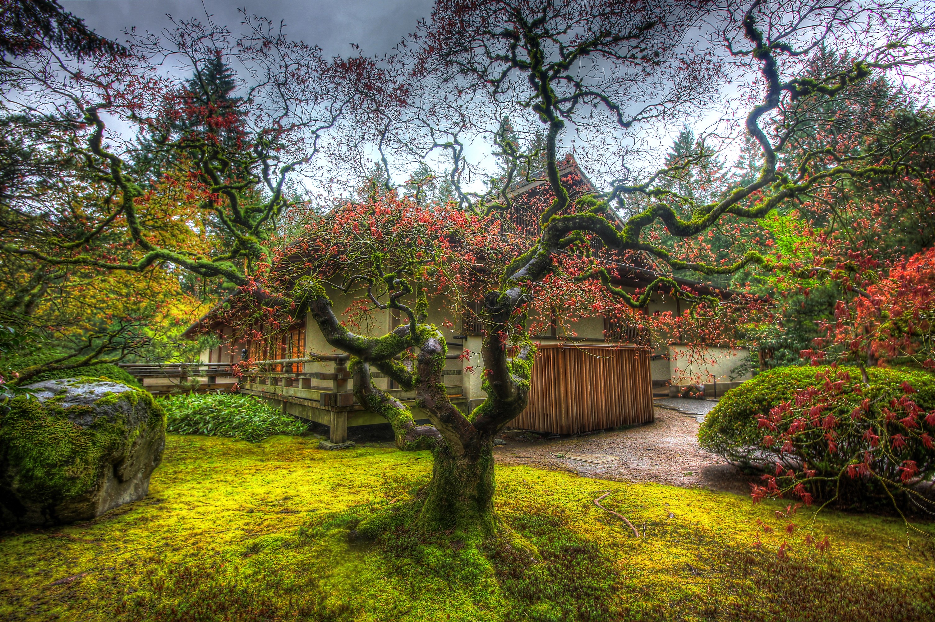 Portland Japanese Garden with moss-covered tree HD Wallpaper