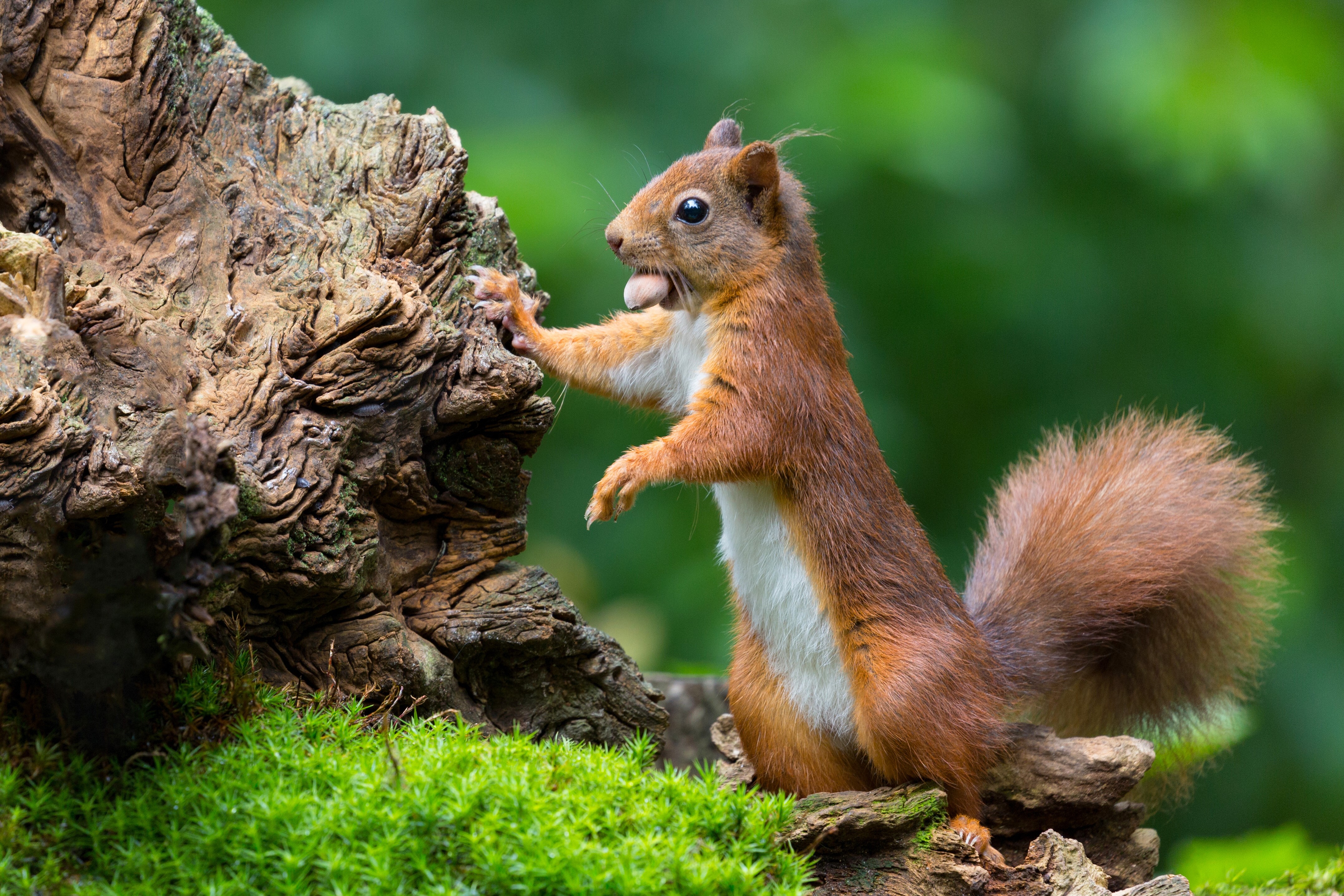 Red Squirrel with Nut on Tree Bark HD Wallpaper