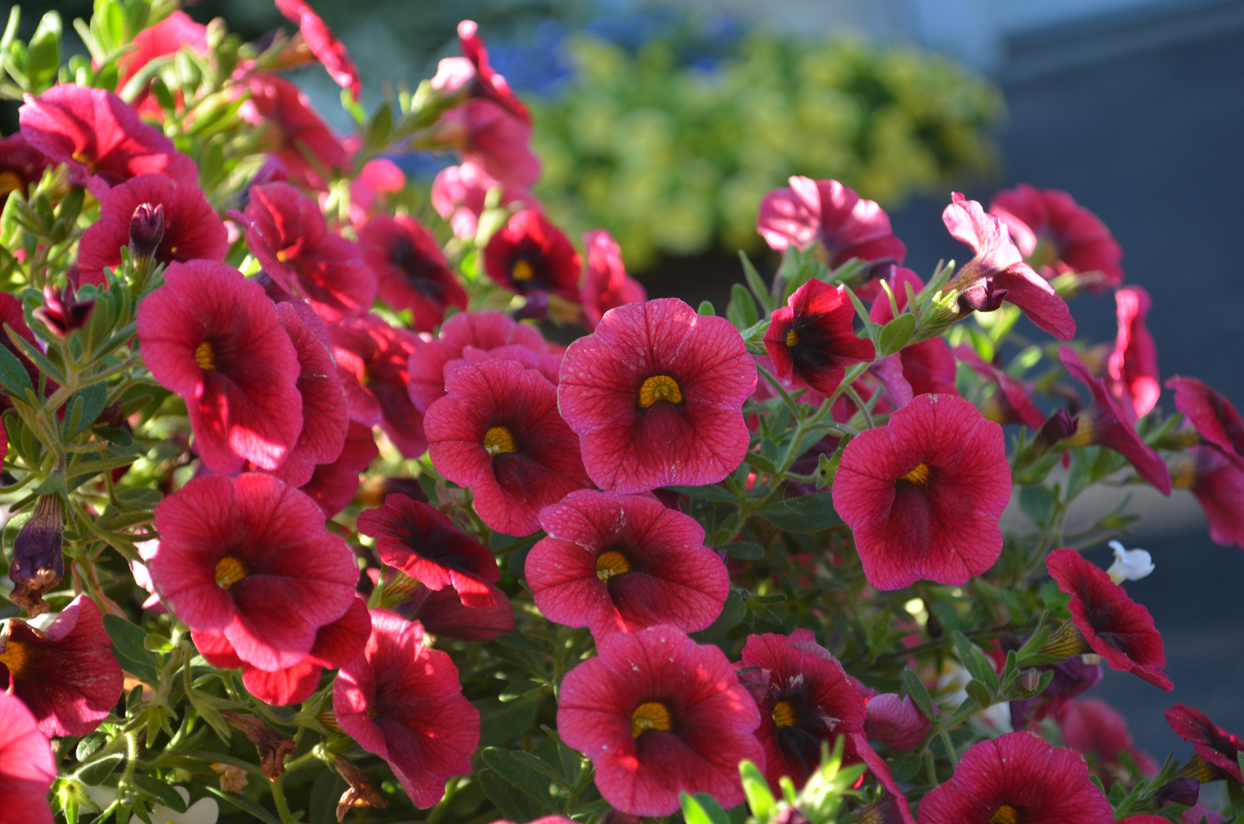 4K Wine Color Calibrachoa Closeup HD Wallpaper