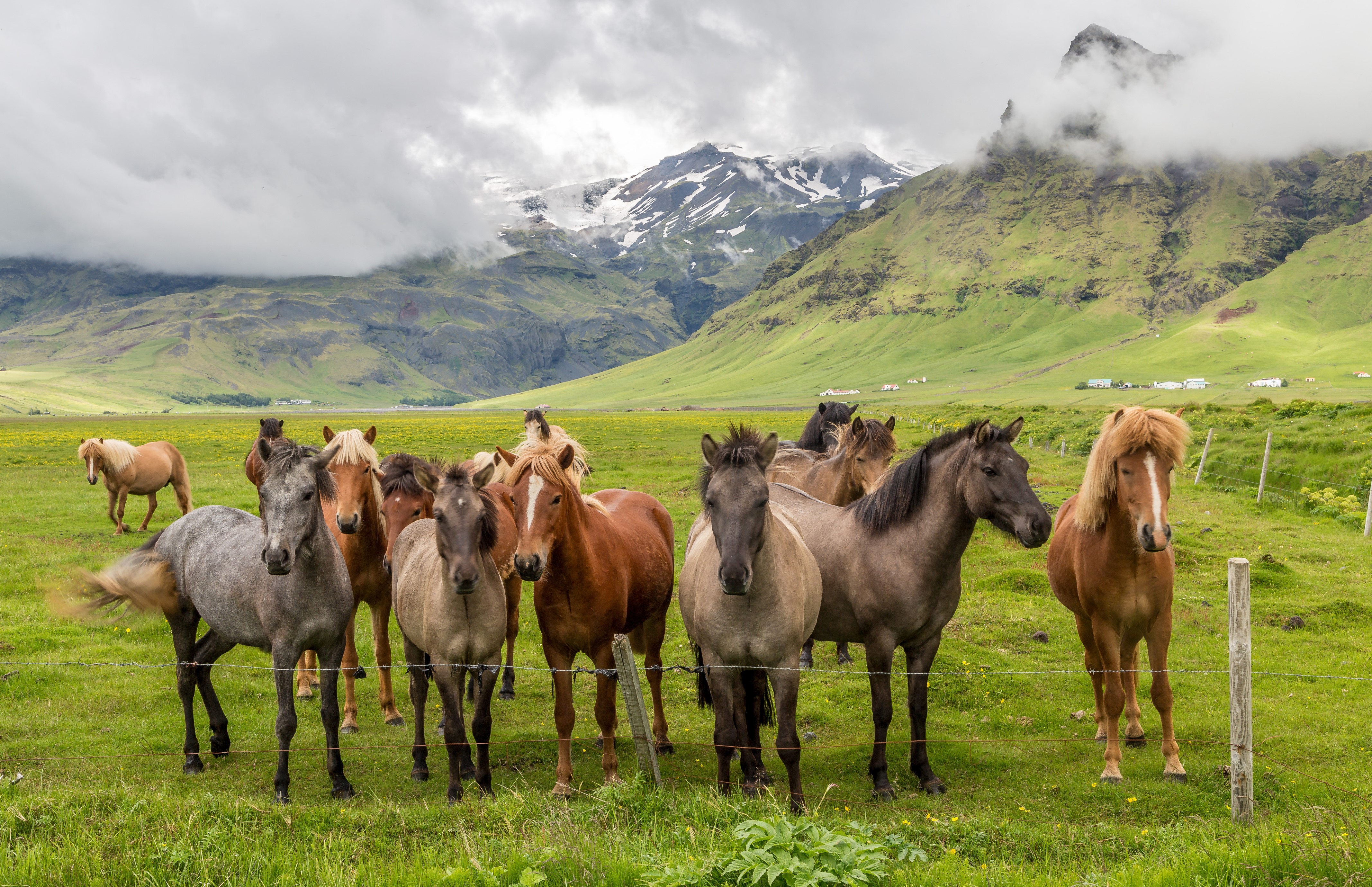 Many horses in a grassy field with mountains HD Wallpaper