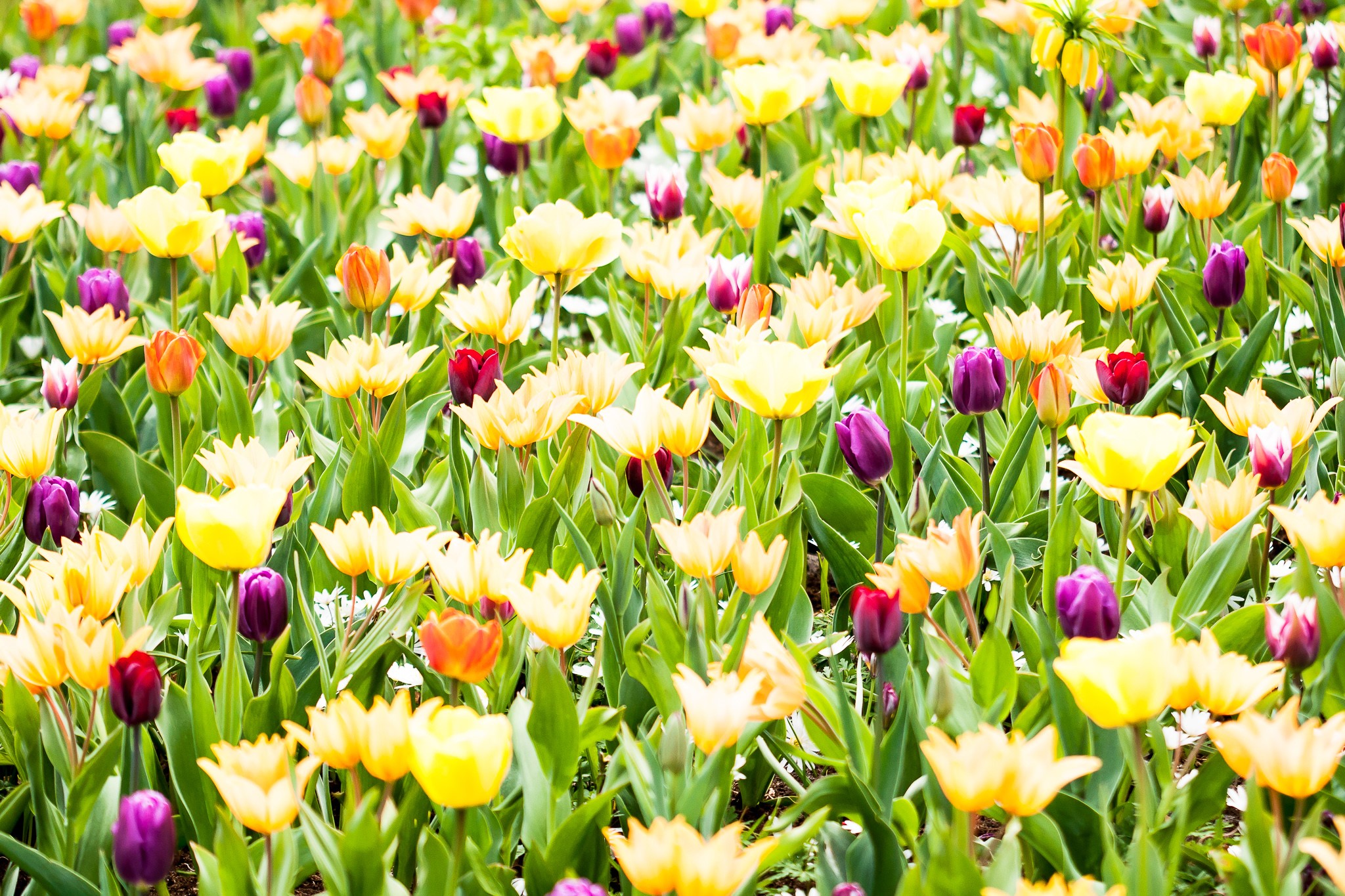 Field of Yellow, Purple, and Orange Tulips HD Wallpaper