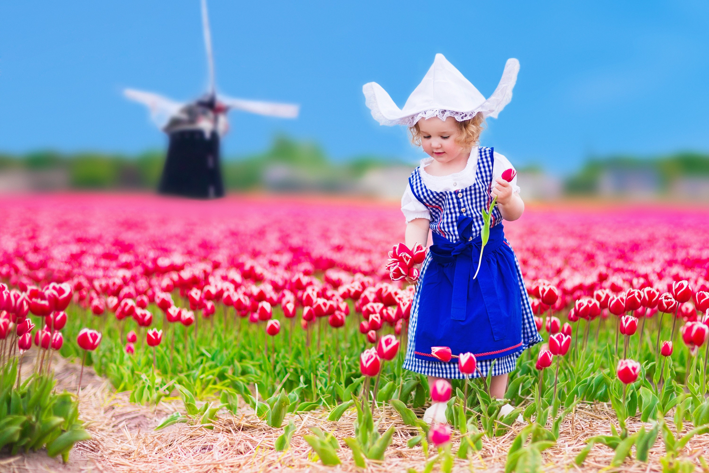 Girl in Dutch Dress in Tulip Field with Windmill HD Wallpaper