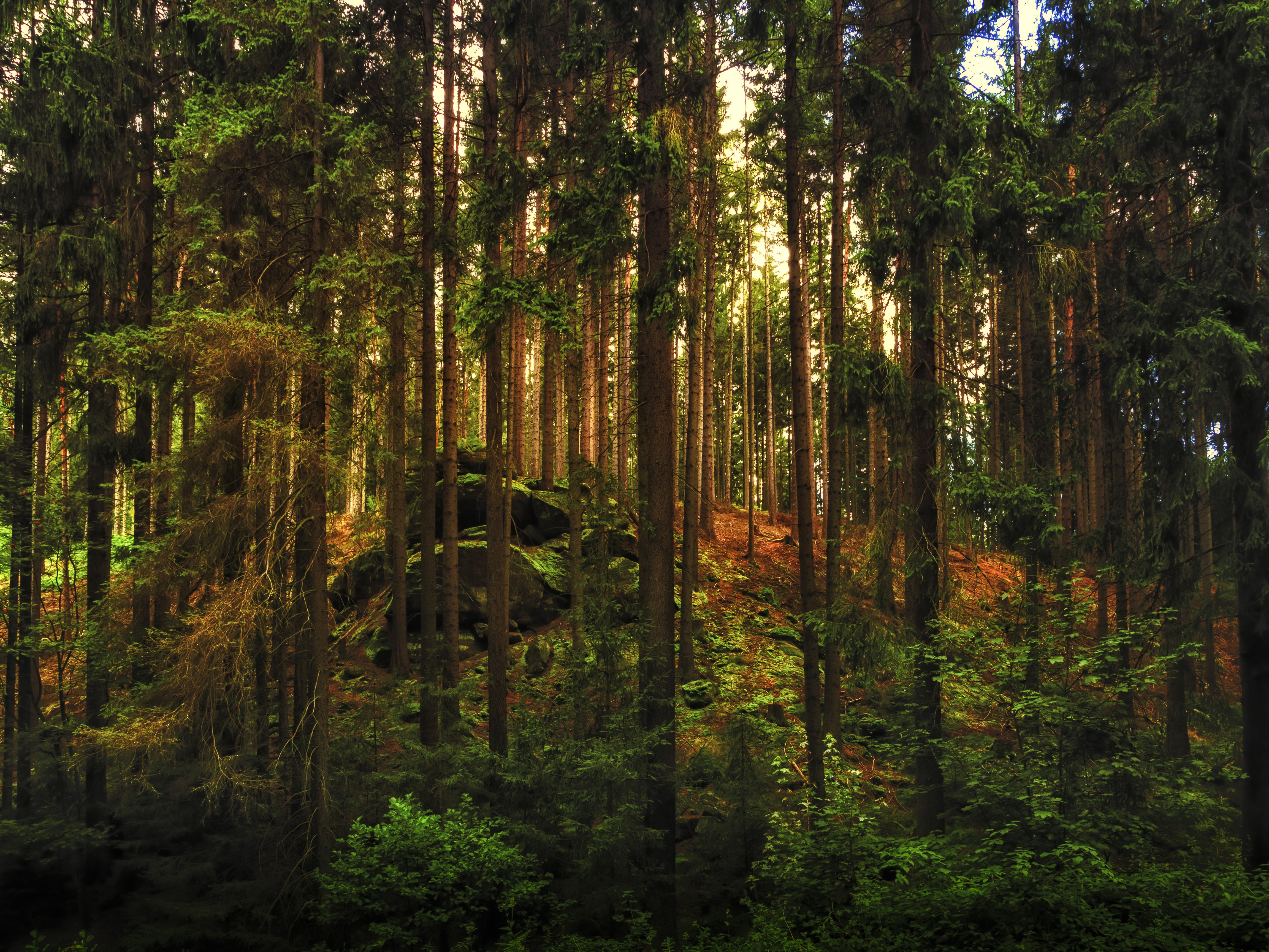 4K Forest with Trees and Stones HD Wallpaper