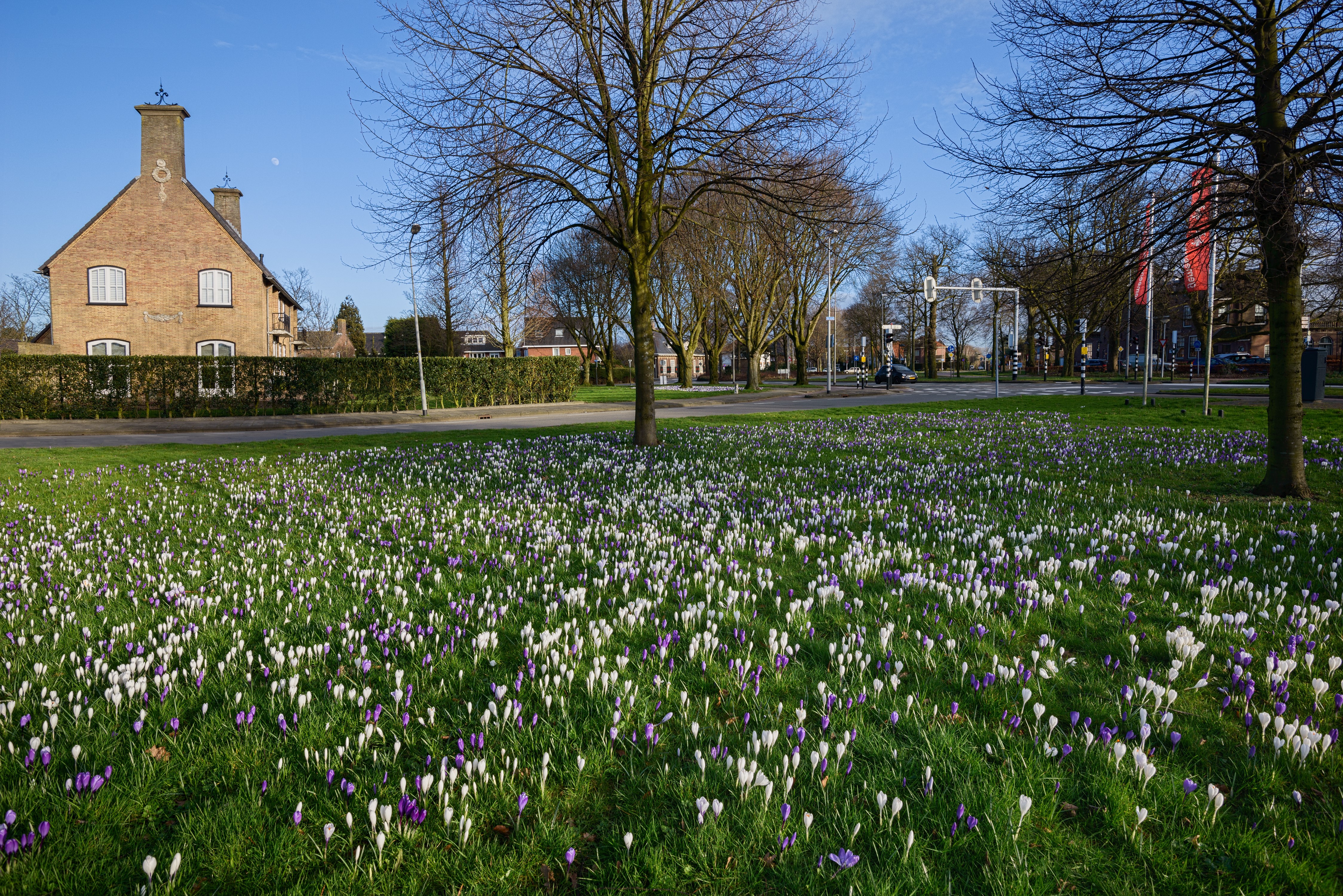 Spring Crocuses in Beverwijk, Netherlands HD Wallpaper