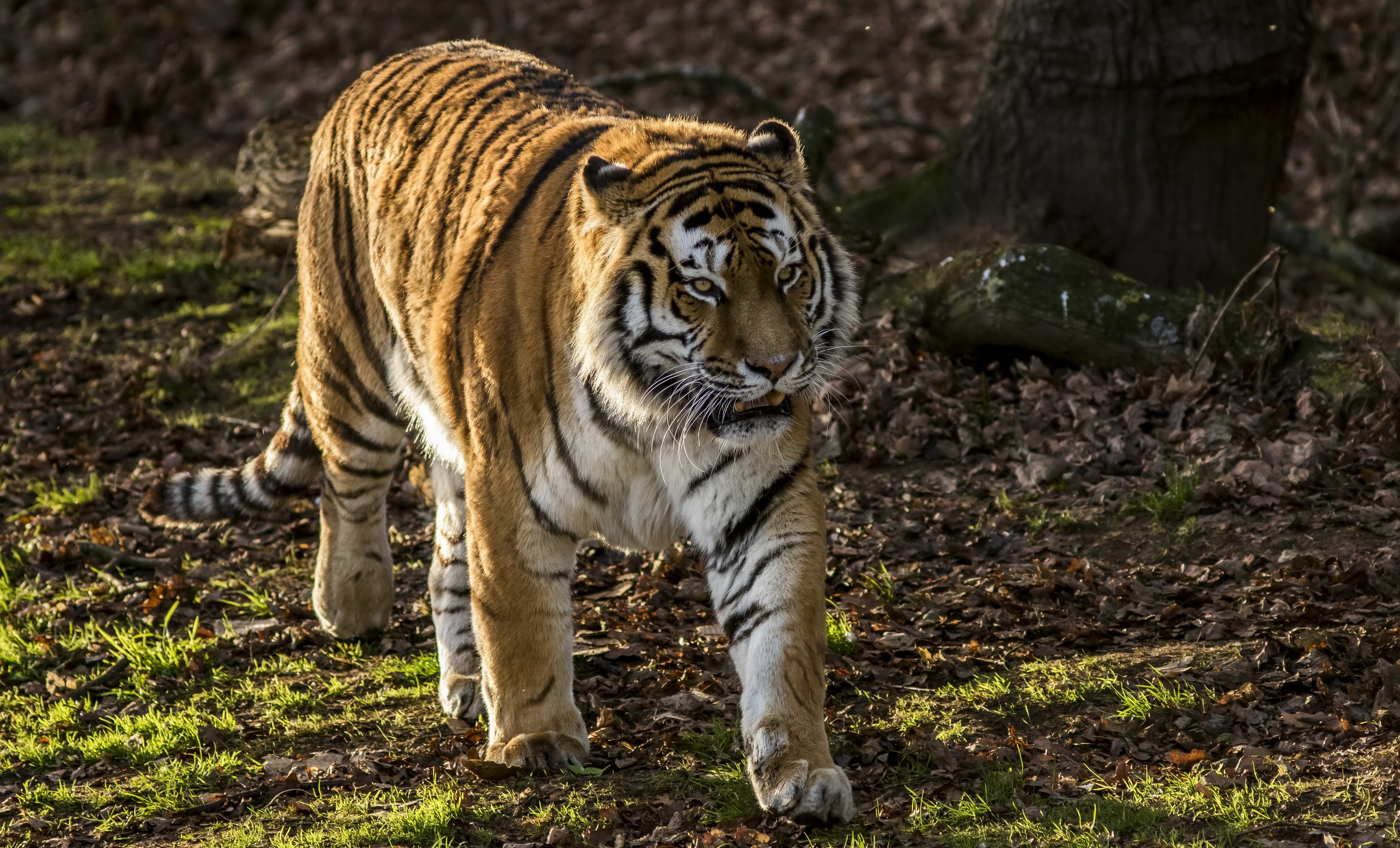 Tiger walking in a forest HD Wallpaper