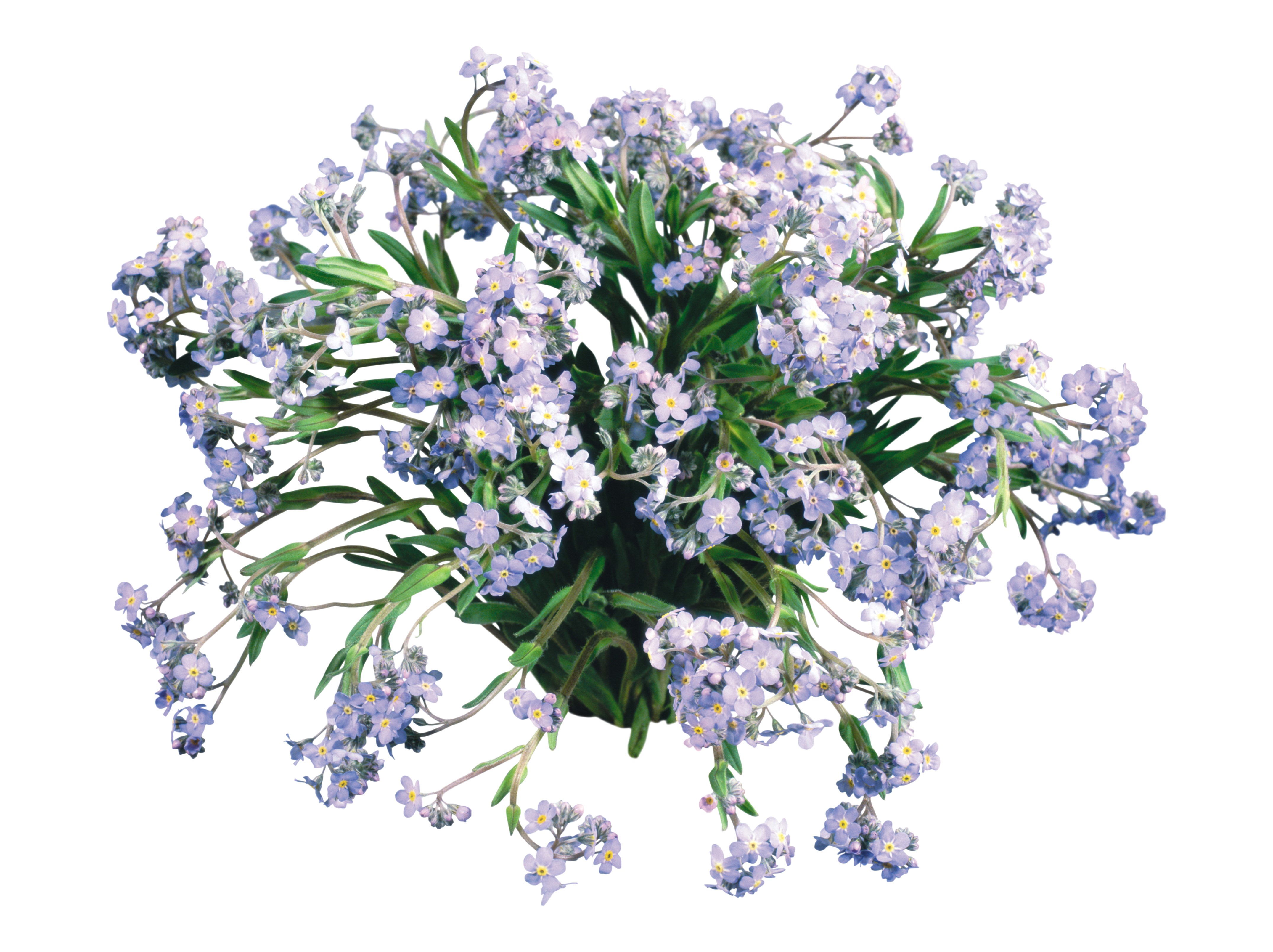 Forget-me-nots on white background HD Wallpaper