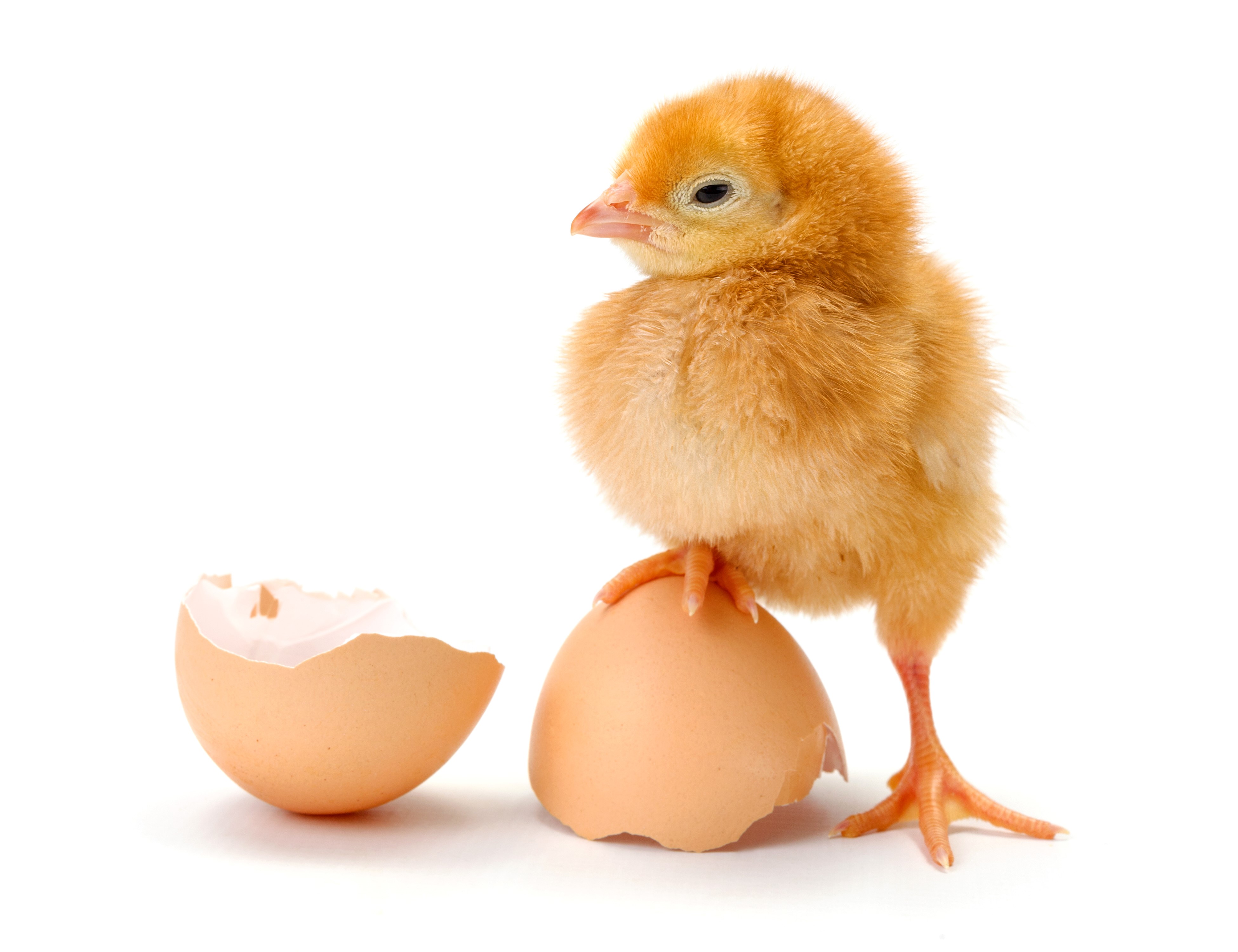4K Chick Standing on Eggshell HD Wallpaper