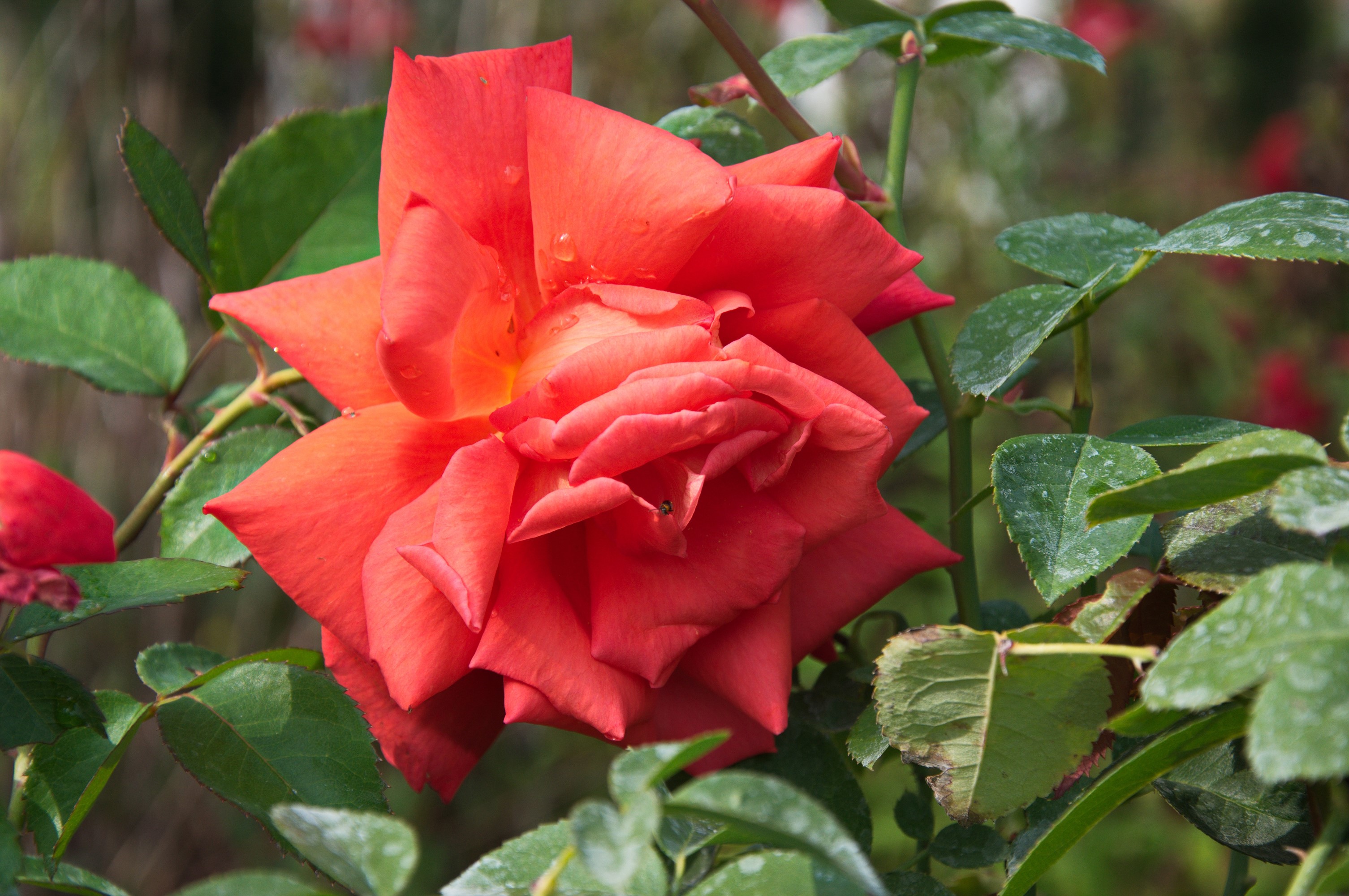 Close-up of a vibrant red rose with water droplets HD Wallpaper
