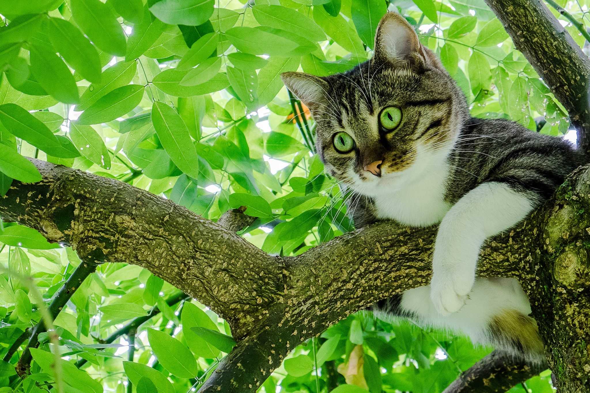 Tabby cat with green eyes perched on a tree branch HD Wallpaper