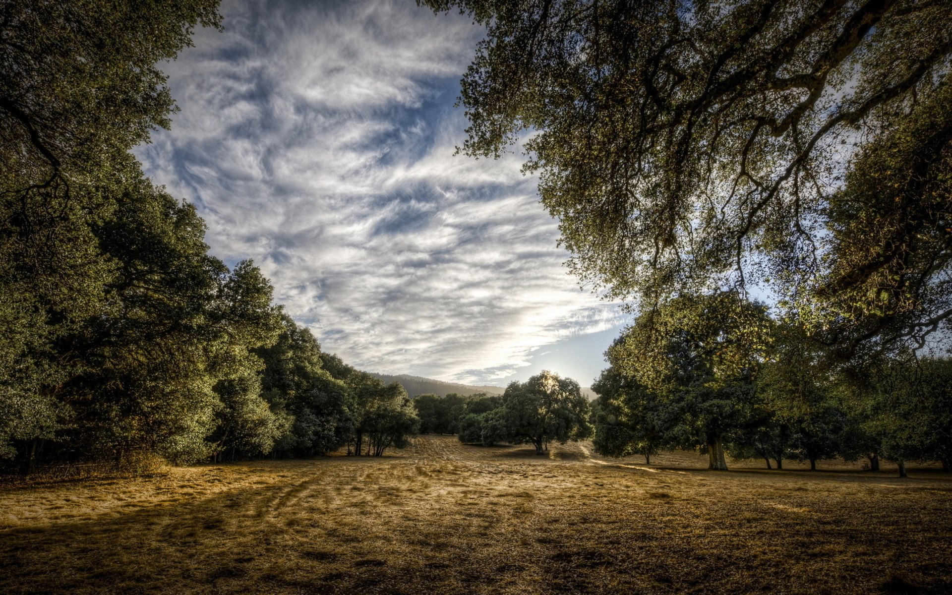 Sunlight filtering through trees onto a grassy field HD Wallpaper