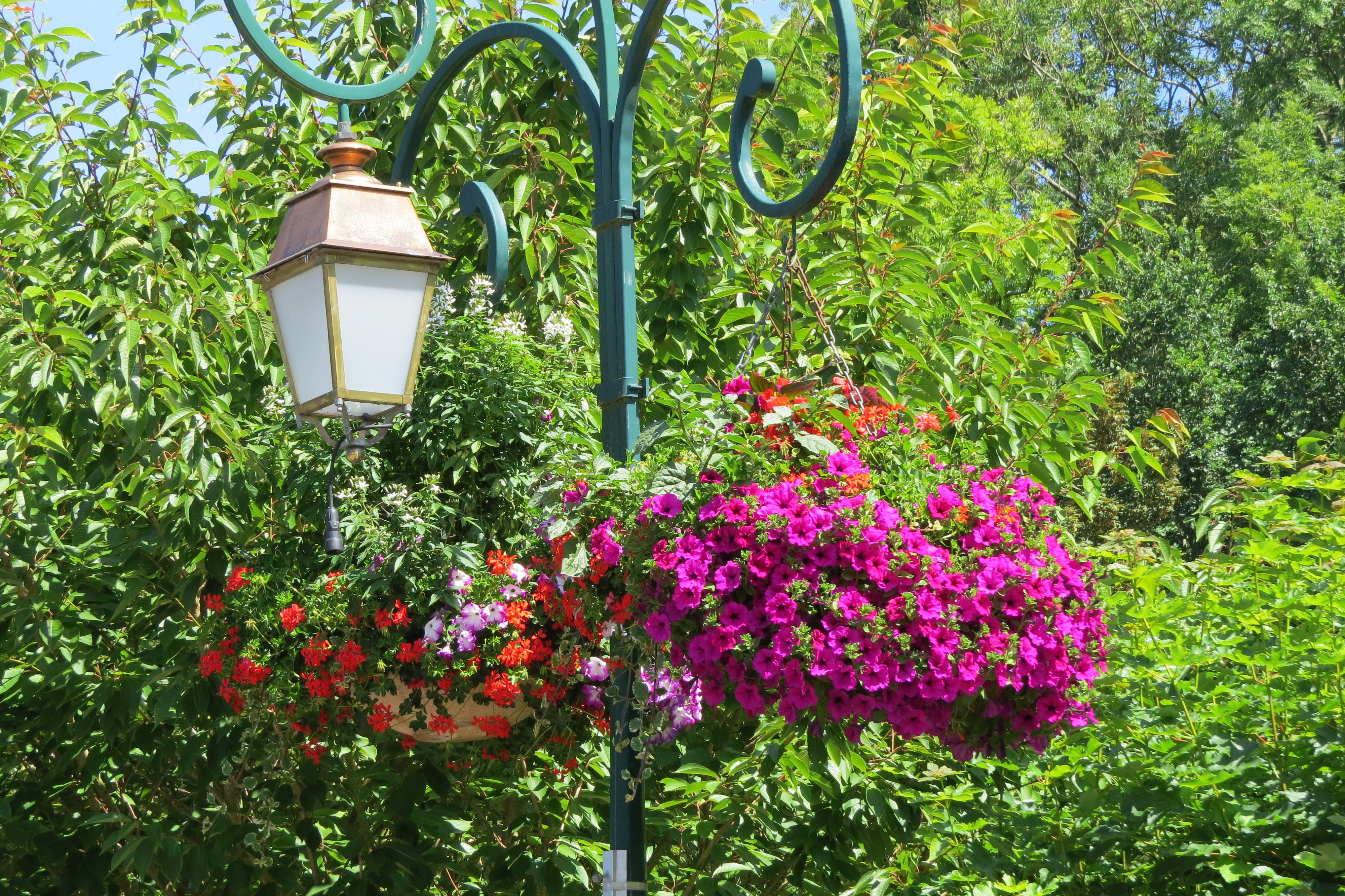 Street light with hanging flower baskets HD Wallpaper