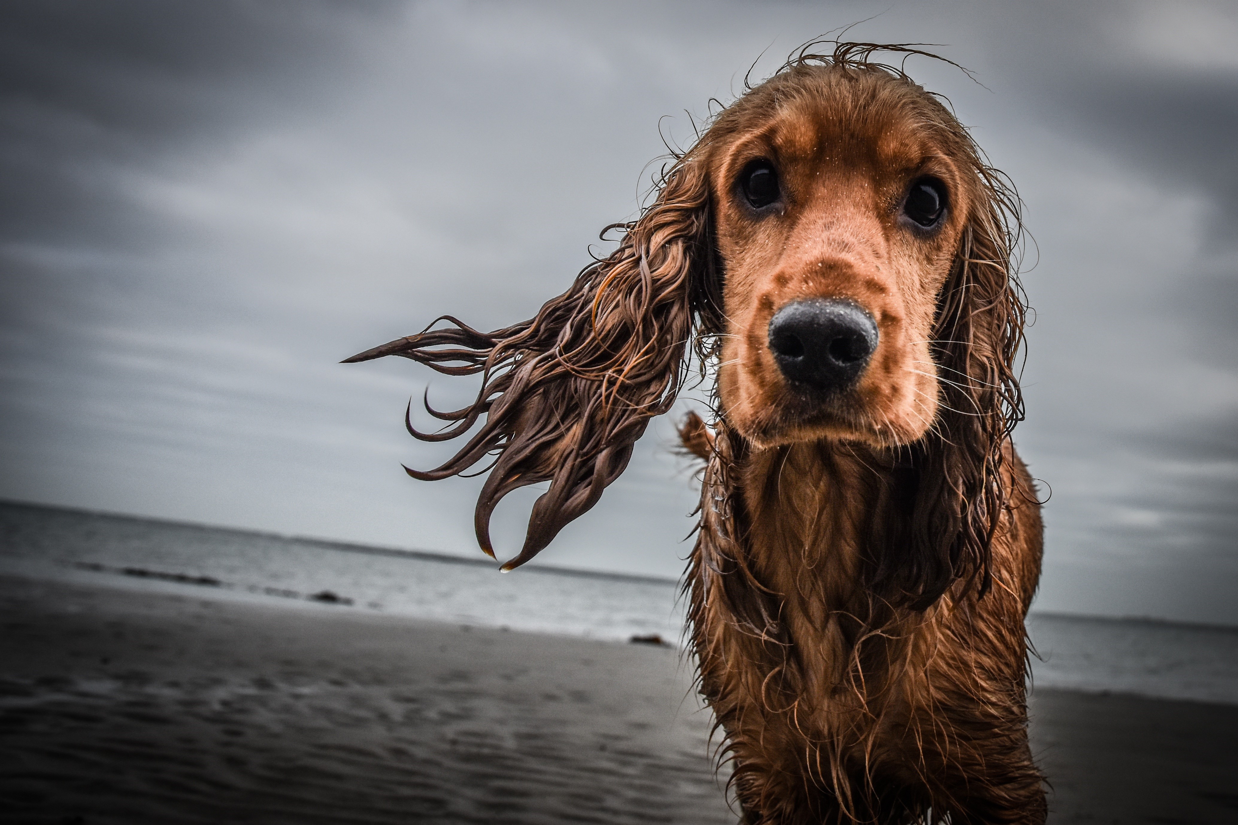 Wet Cocker Spaniel Dog on Beach HD Wallpaper