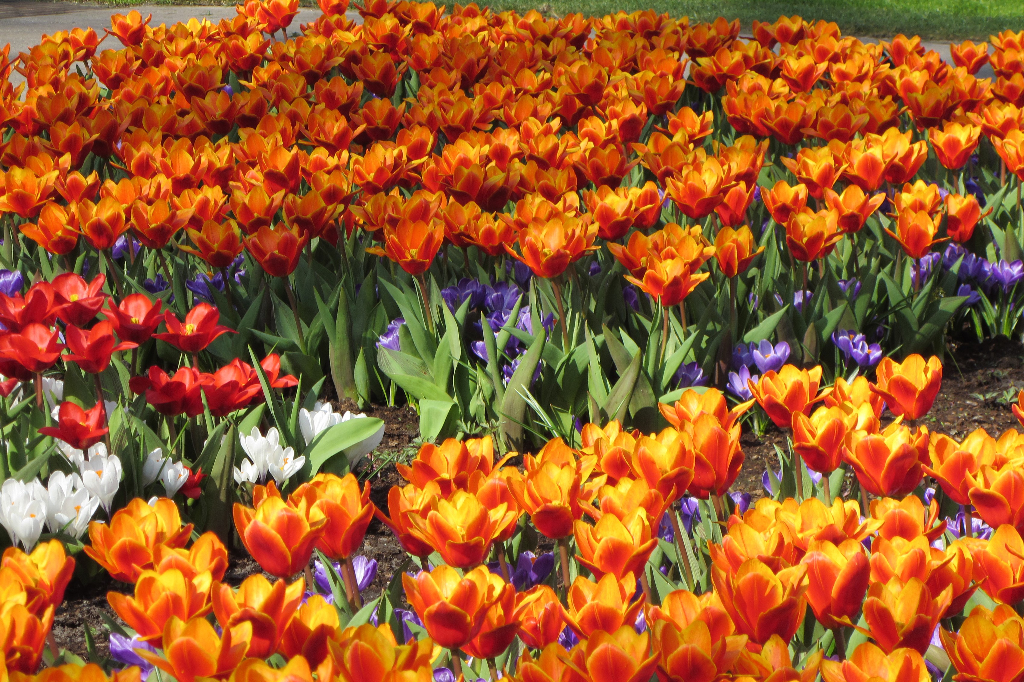 Field of Orange and Red Tulips with Purple and White Flowers HD Wallpaper