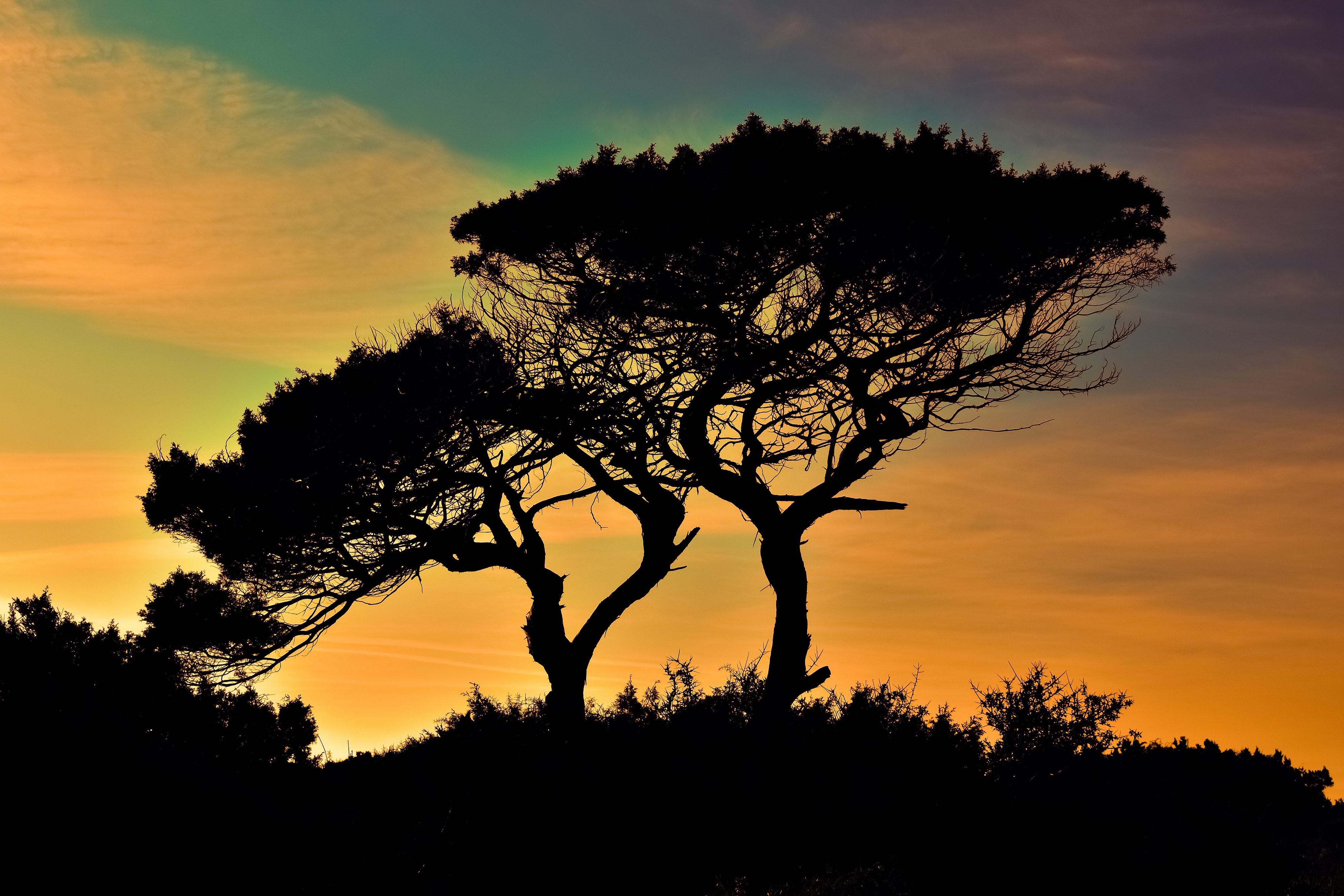 Silhouette of trees against a colorful sunset sky HD Wallpaper