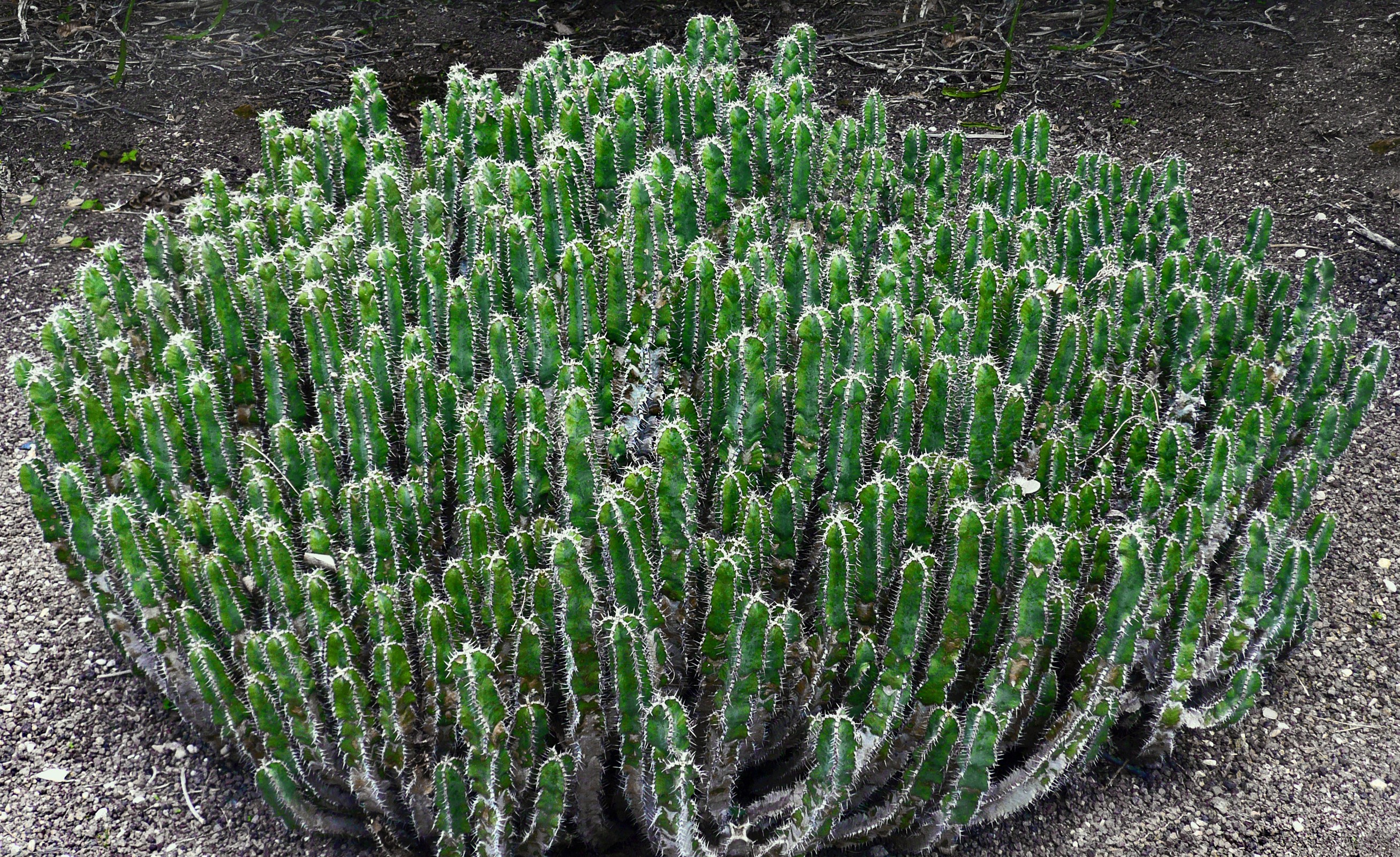 A dense cluster of green cactus-like plants HD Wallpaper