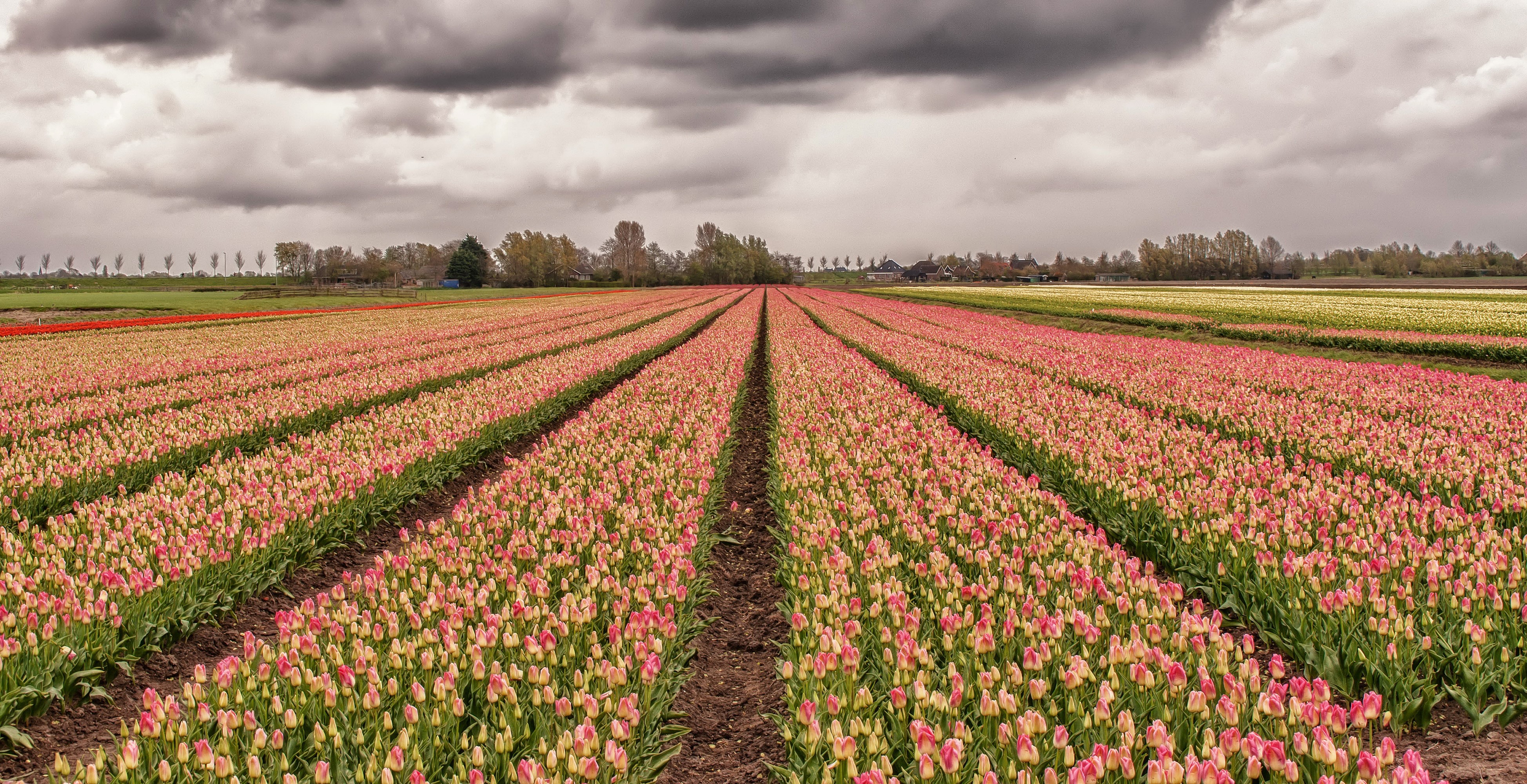 Fields of Pink Tulips Under Cloudy Sky HD Wallpaper