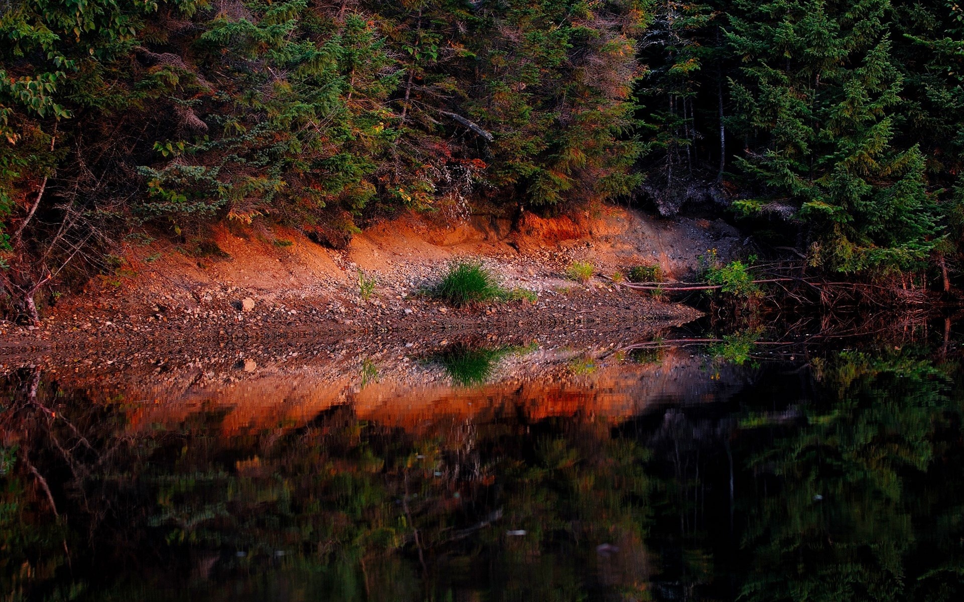 Forest reflecting in dark water HD Wallpaper