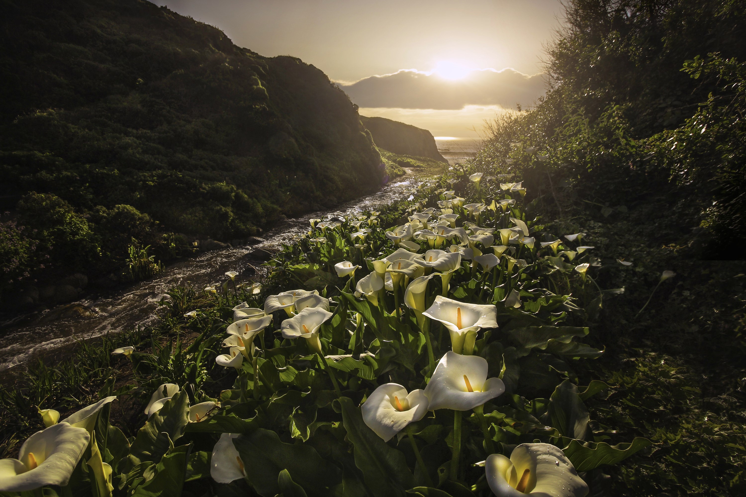 Calla lilies by a stream at sunset in California HD Wallpaper