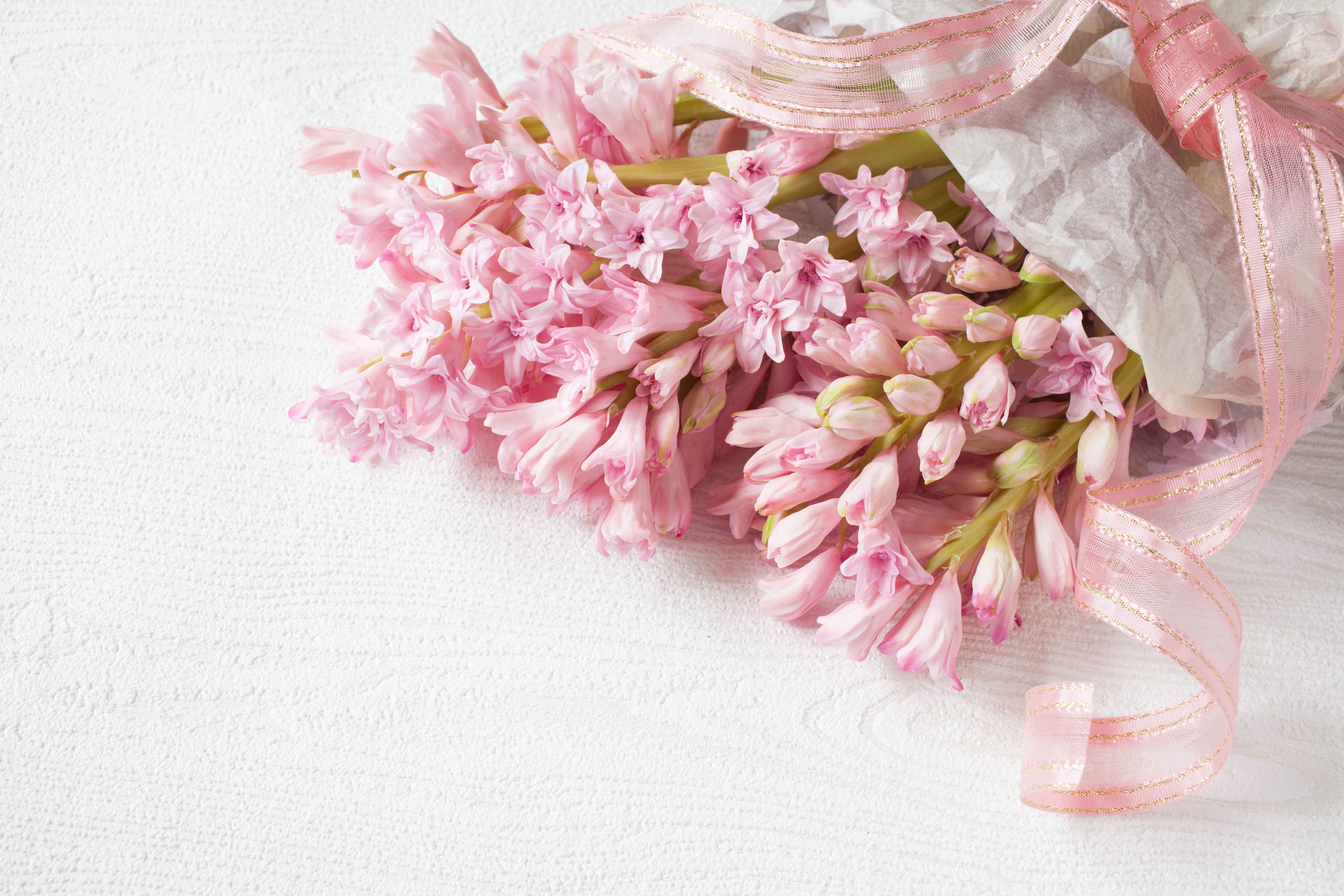 Pink Hyacinths with Ribbon on White Background HD Wallpaper