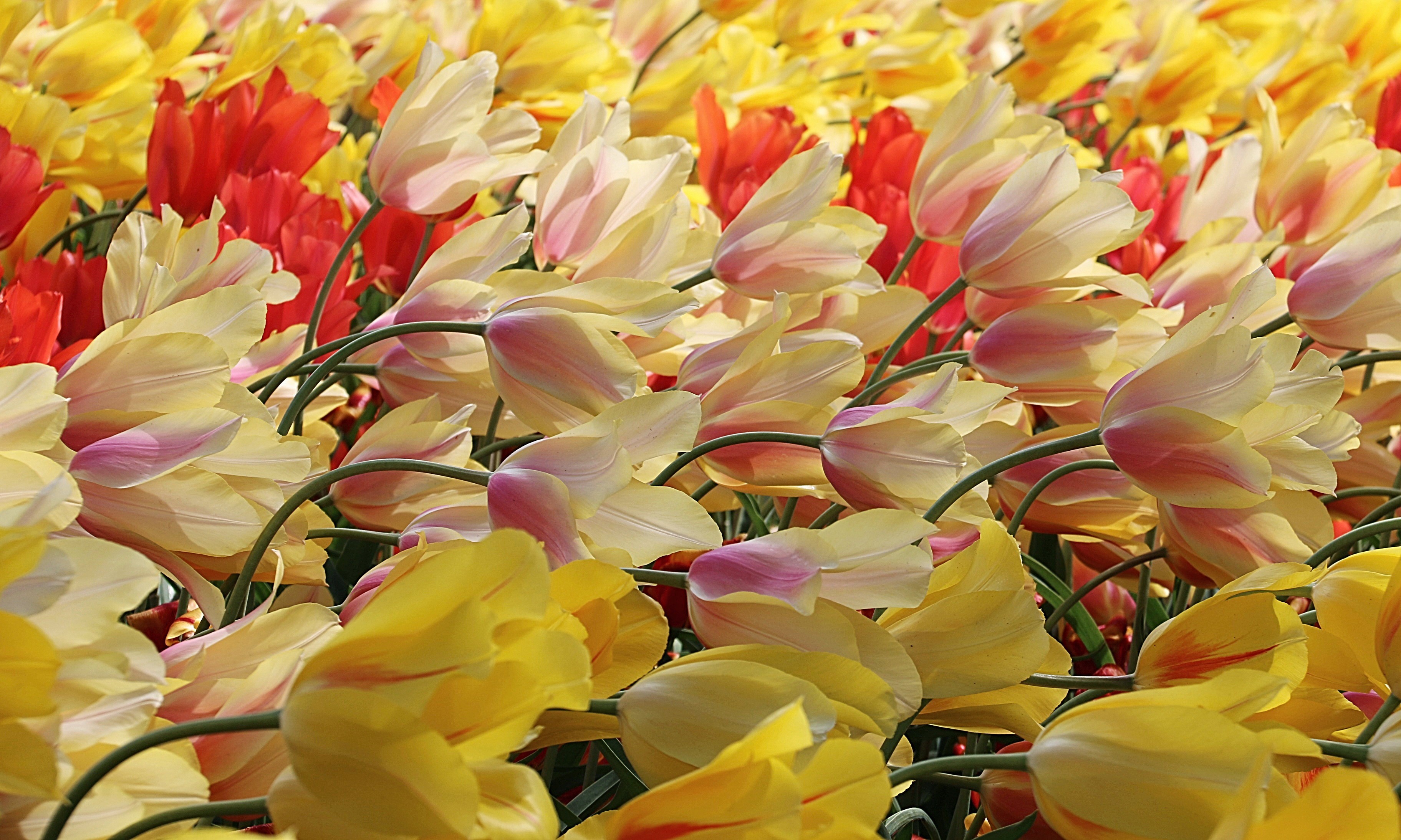 Field of yellow and red tulips HD Wallpaper