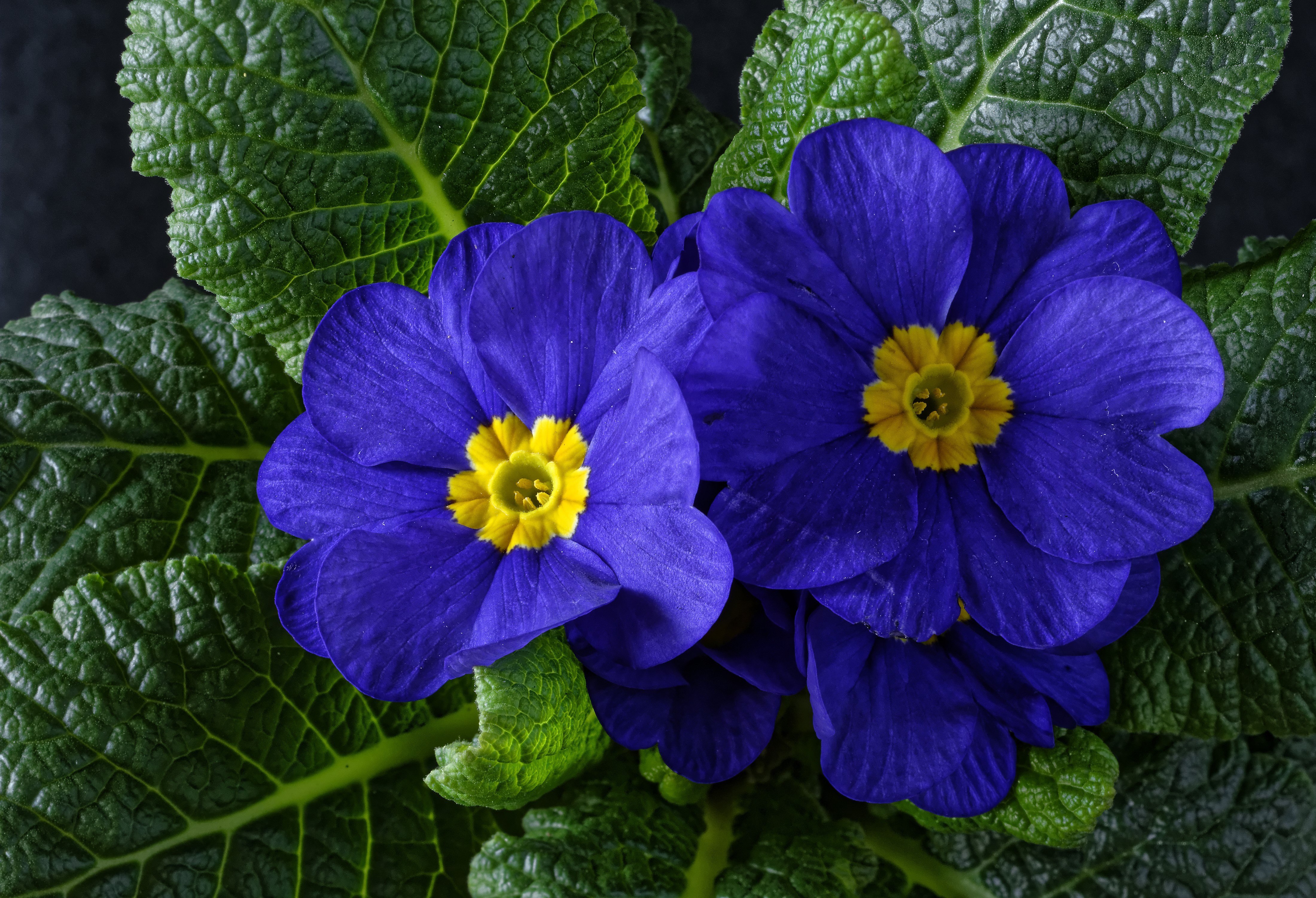 4K Closeup of Vibrant Blue Primula Flowers HD Wallpaper