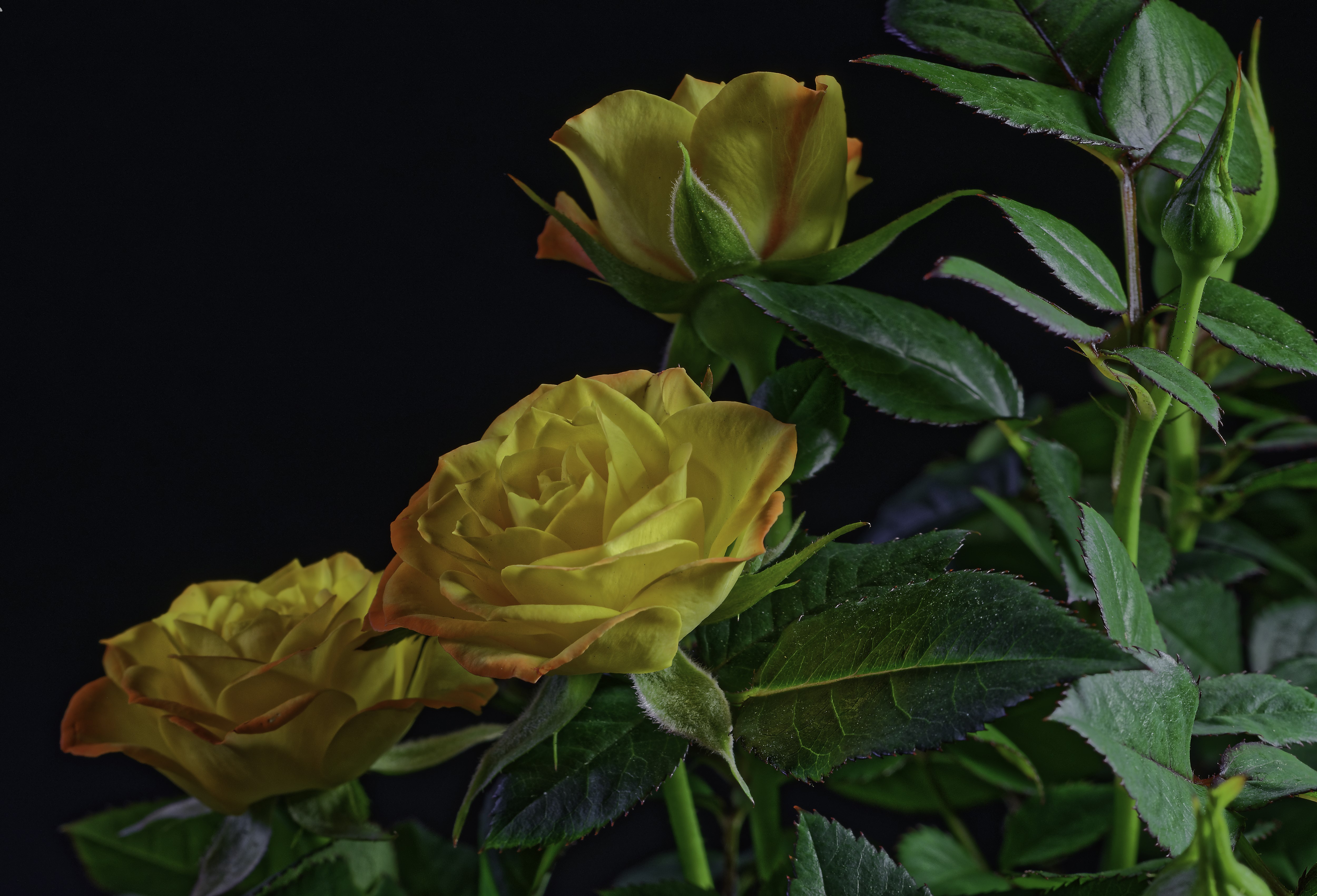 Yellow Roses with Buds on Black Background HD Wallpaper
