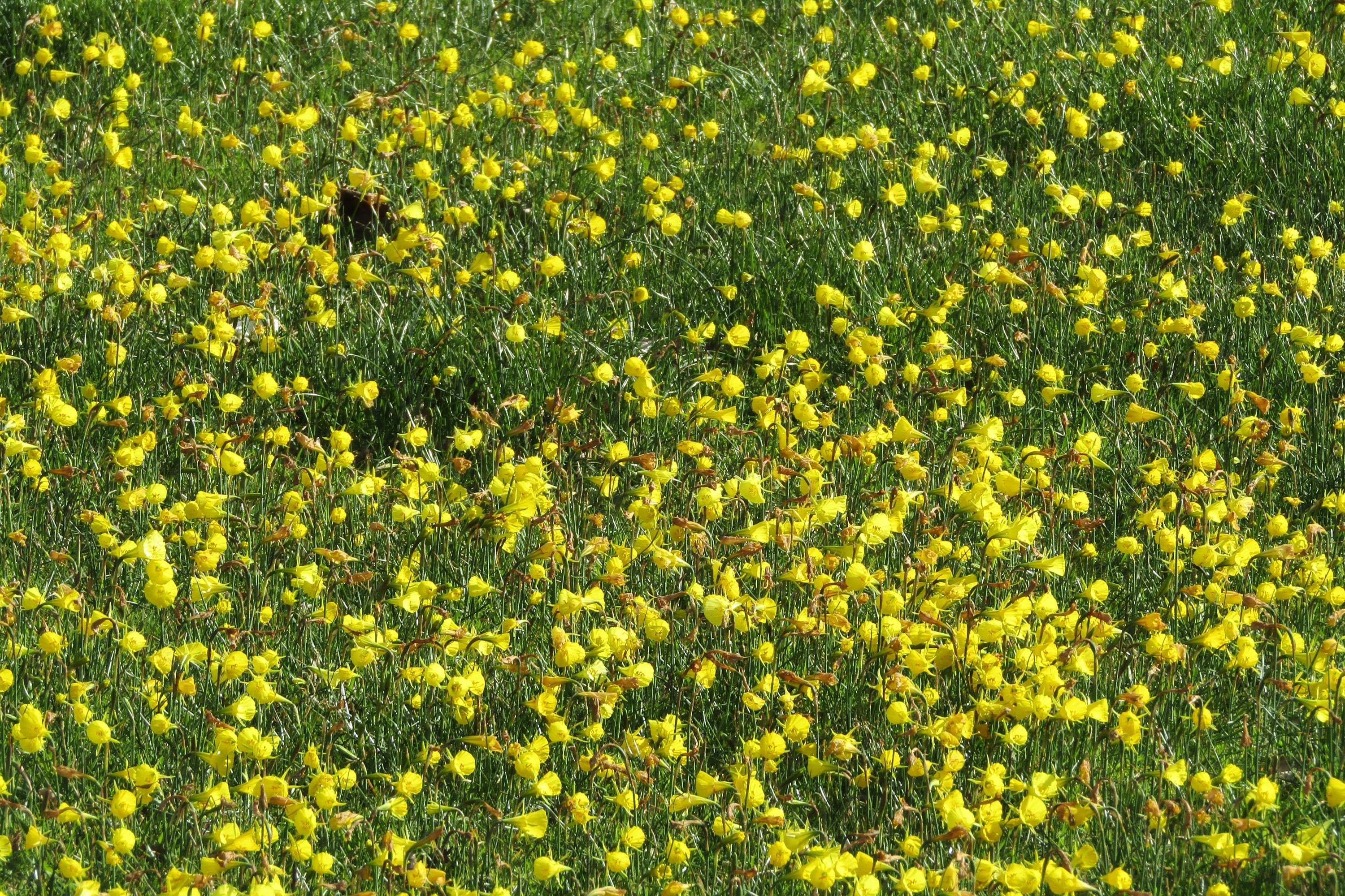 Field of Yellow Daffodils HD Wallpaper