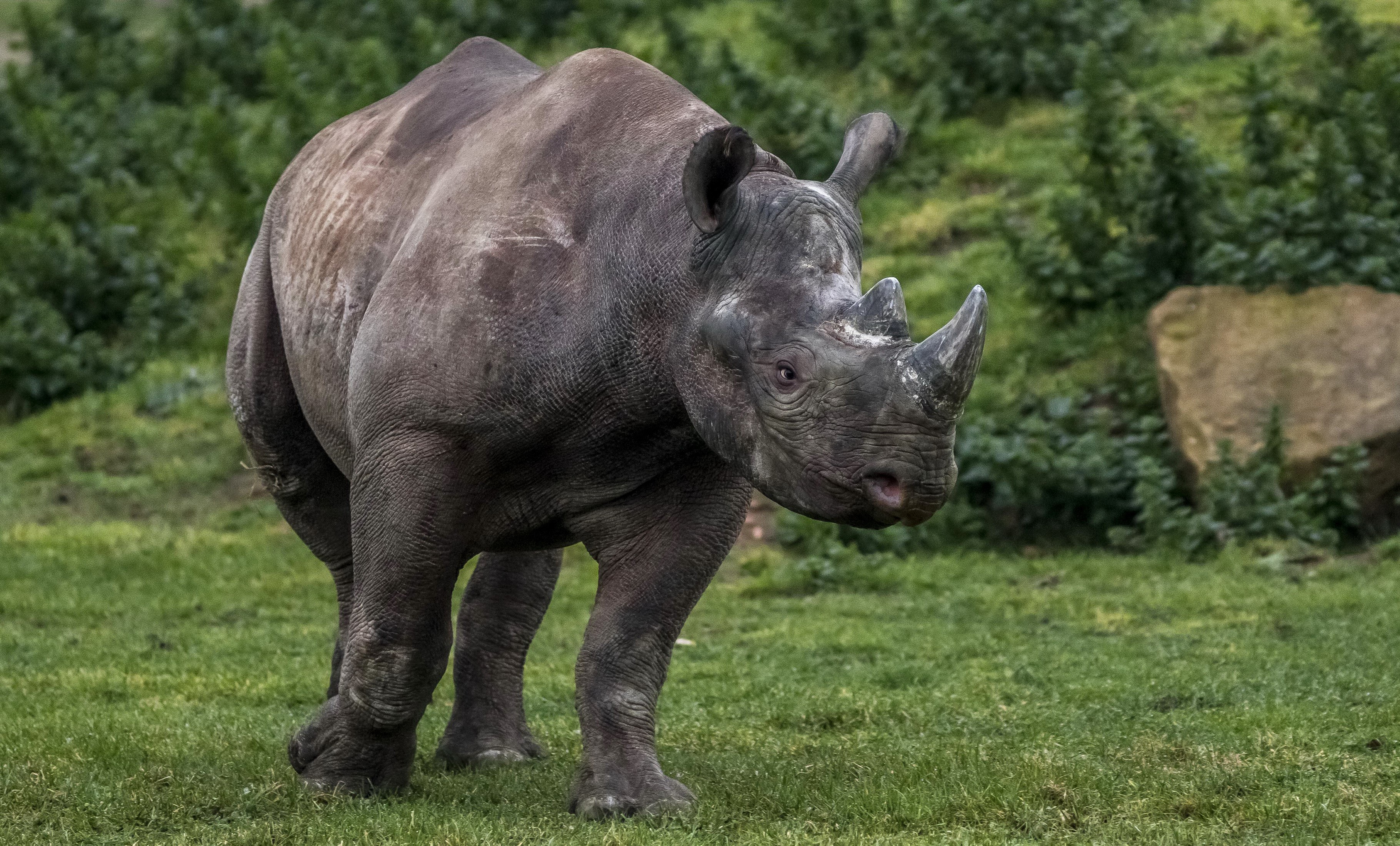 Black rhinoceros standing on a grassy field HD Wallpaper