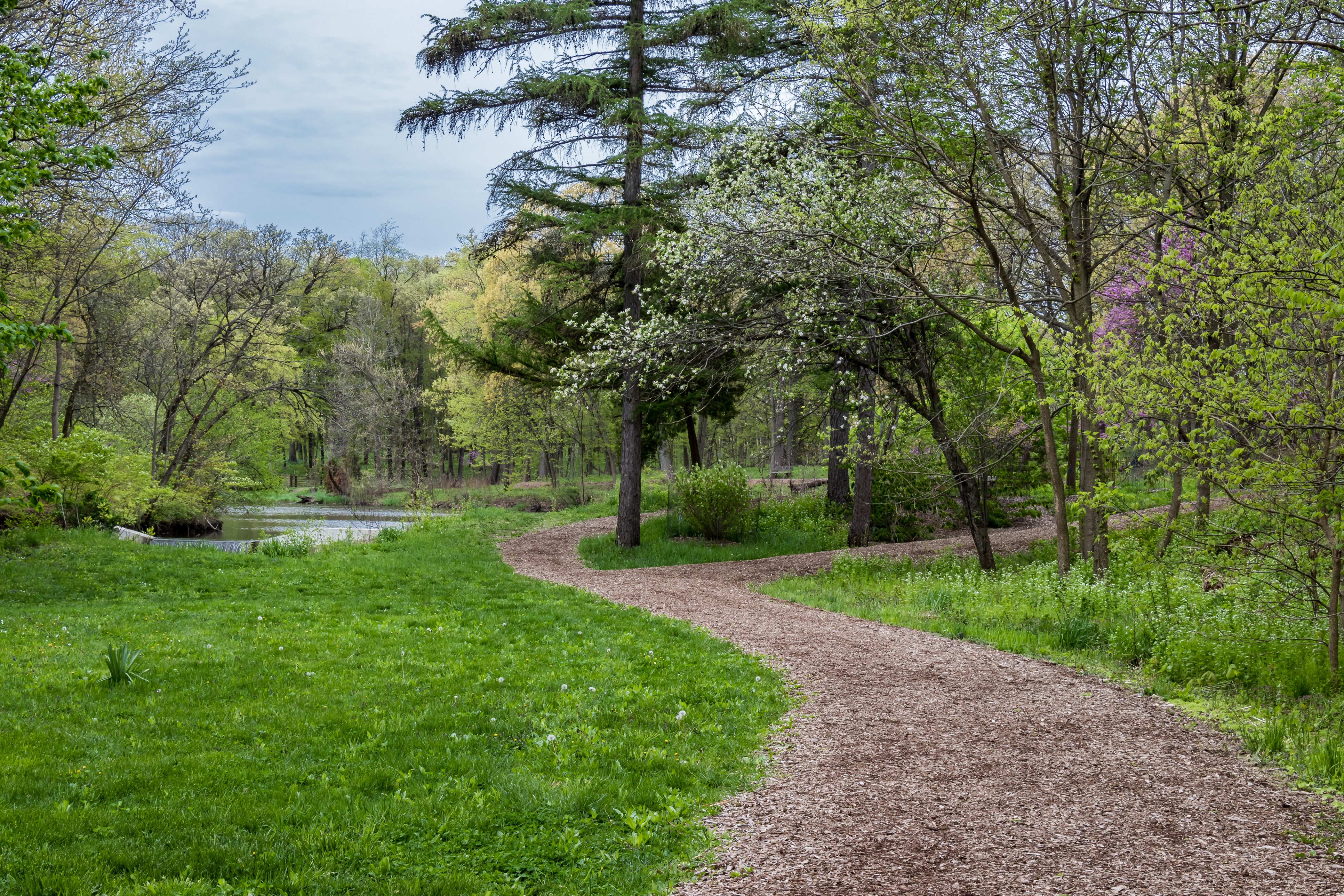 Park Trail with Trees and Grass in Spring HD Wallpaper