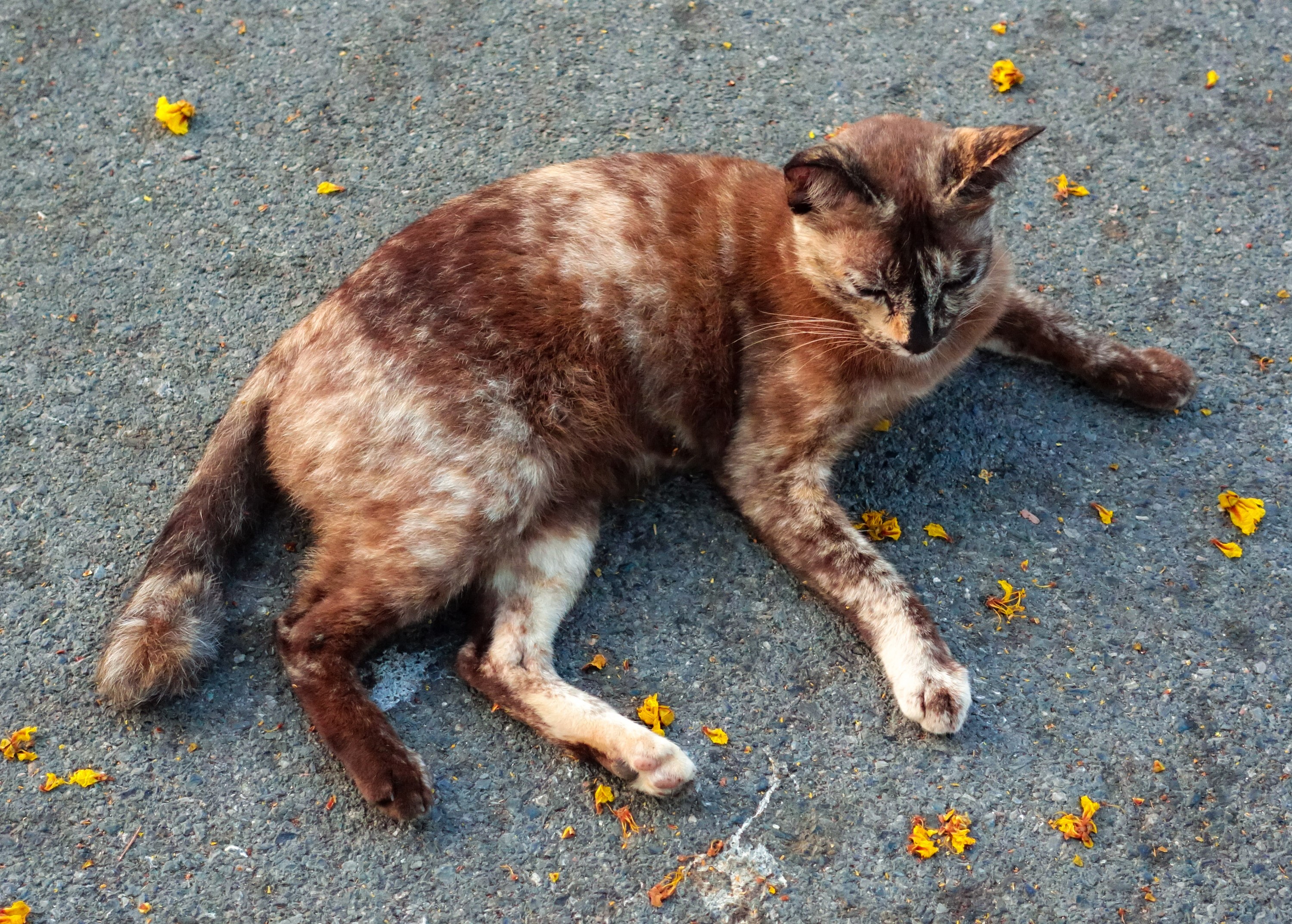 A tortoiseshell cat lying on asphalt with fallen flowers HD Wallpaper