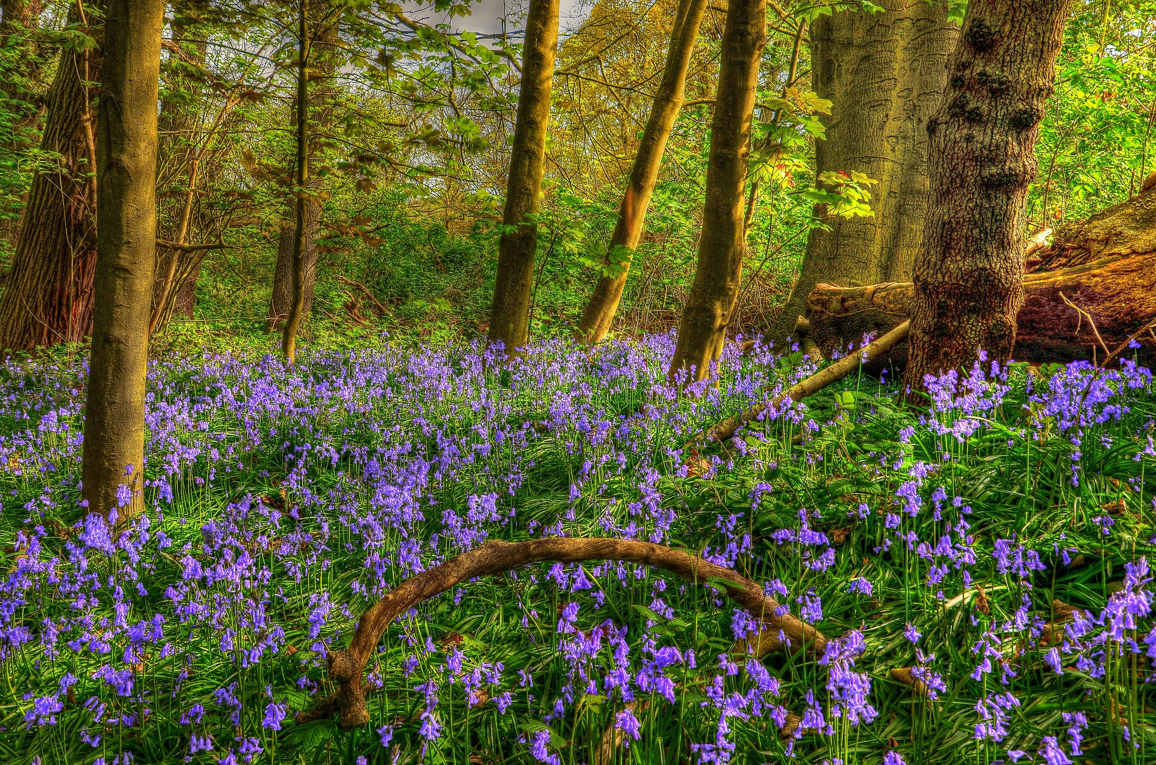 Bluebells blooming in a sunlit forest with trees HD Wallpaper