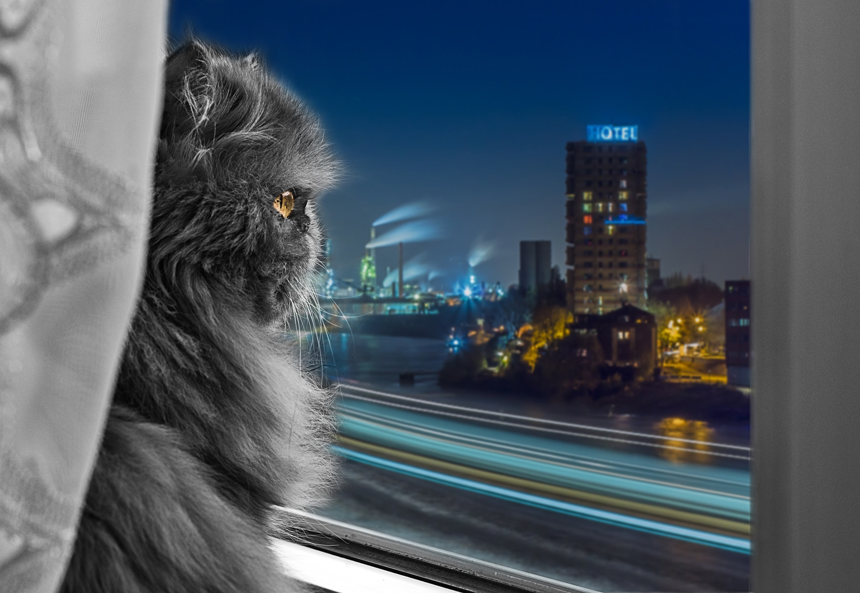 Fluffy Persian cat looking out a window at night city HD Wallpaper