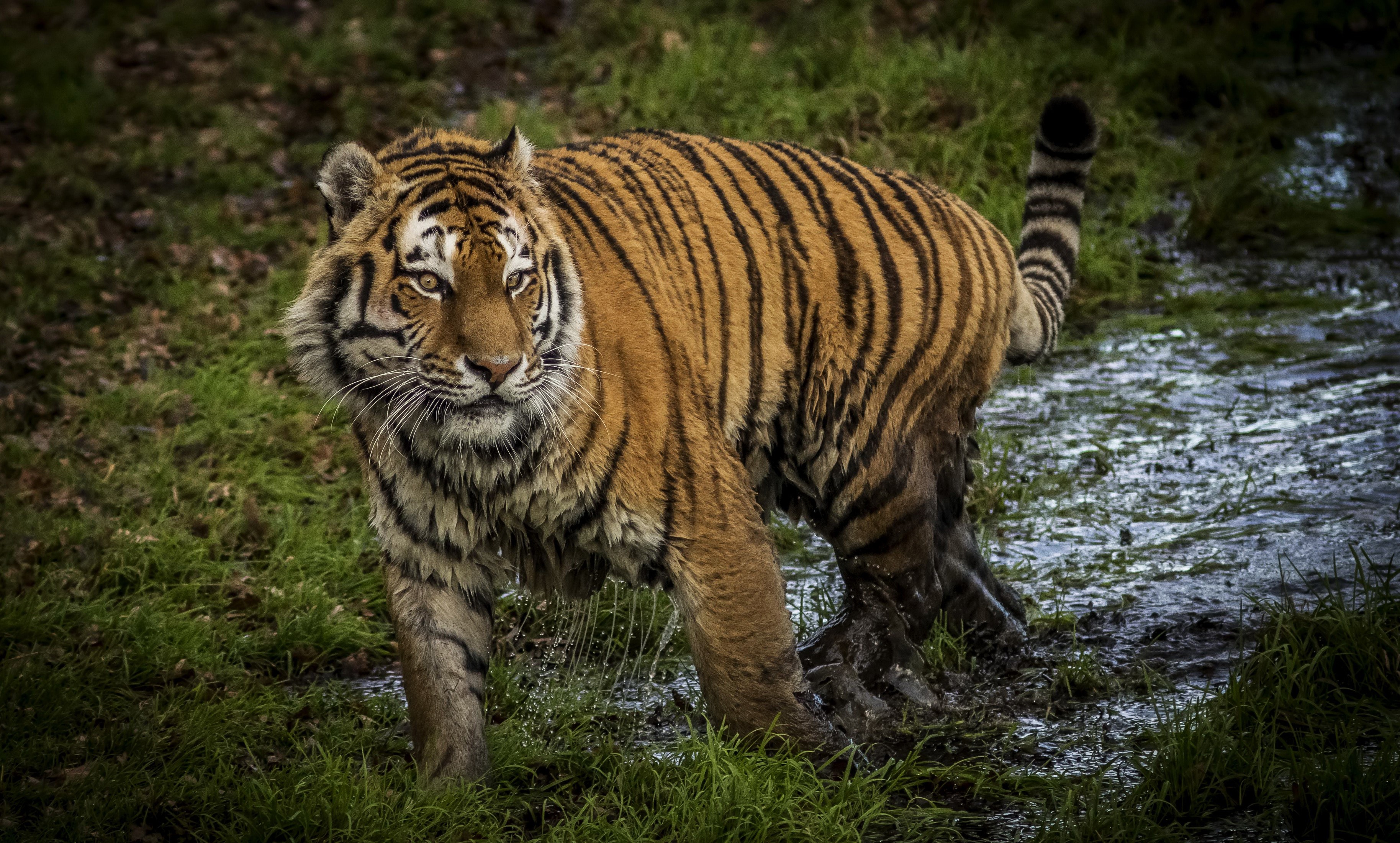 Tiger walking through muddy water and grass HD Wallpaper