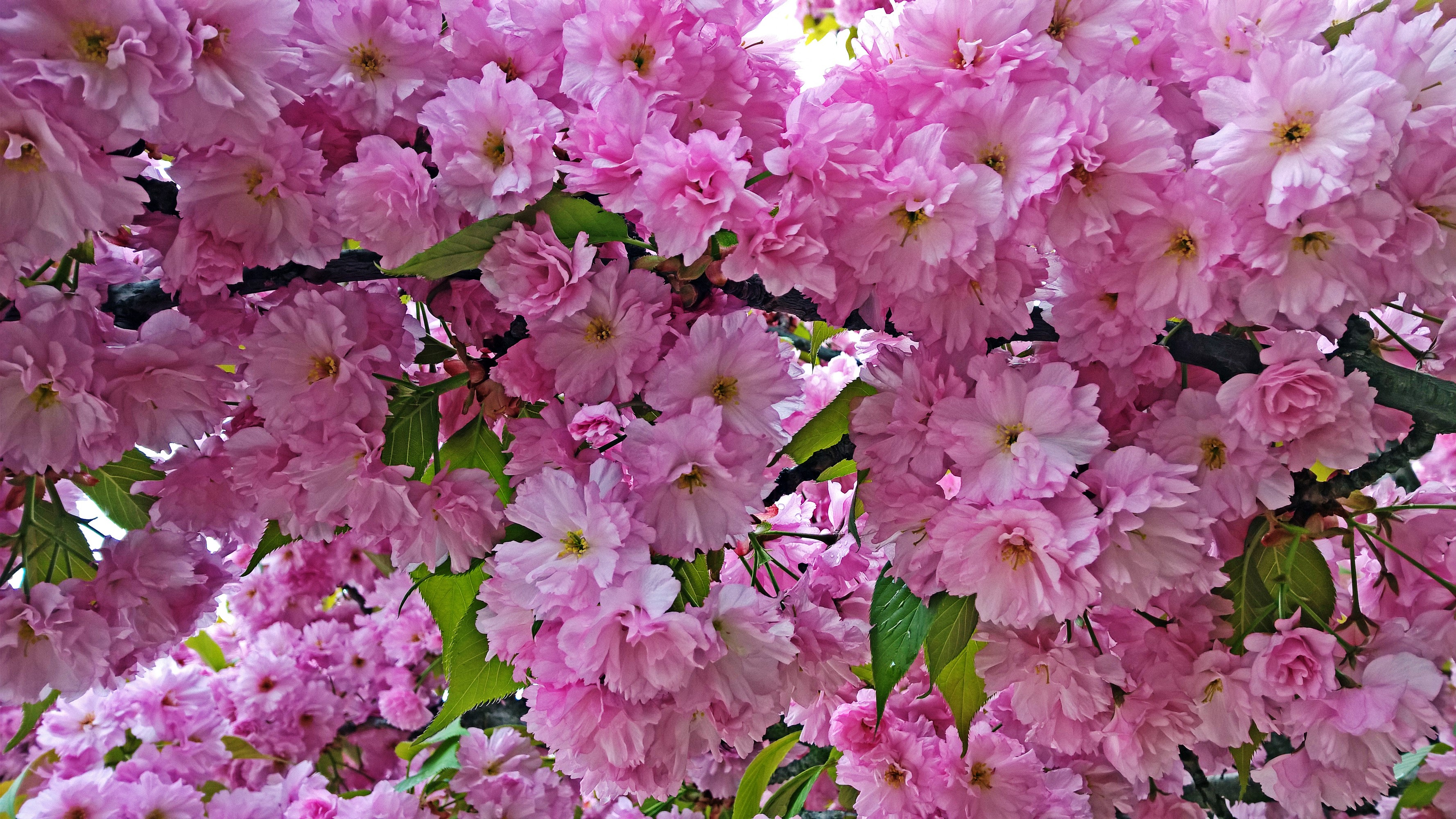 Close-up of pink cherry blossoms on branches HD Wallpaper