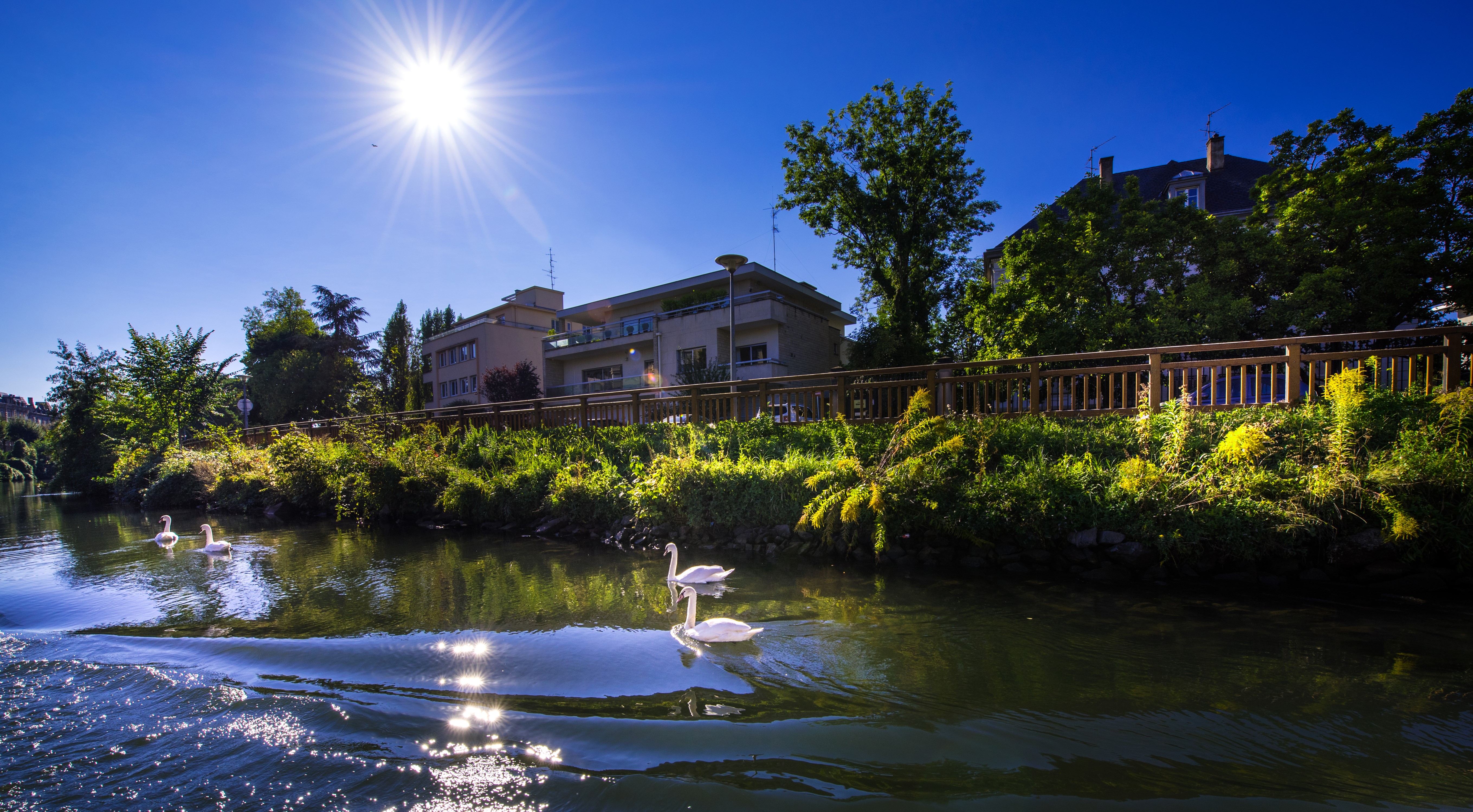 Swans on a river in Strasbourg, France with sun HD Wallpaper