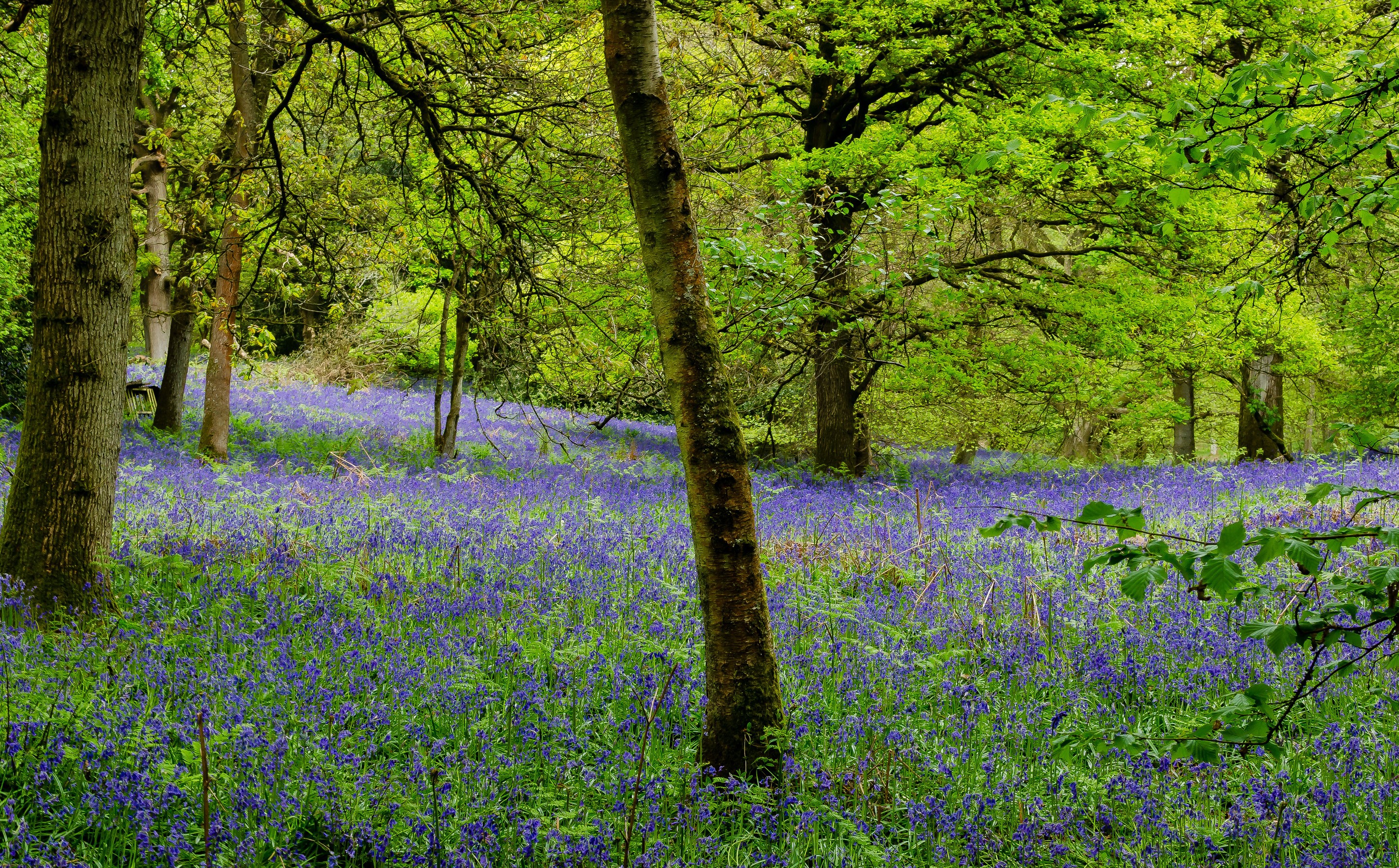 Bluebell woods in Surrey, England during spring HD Wallpaper