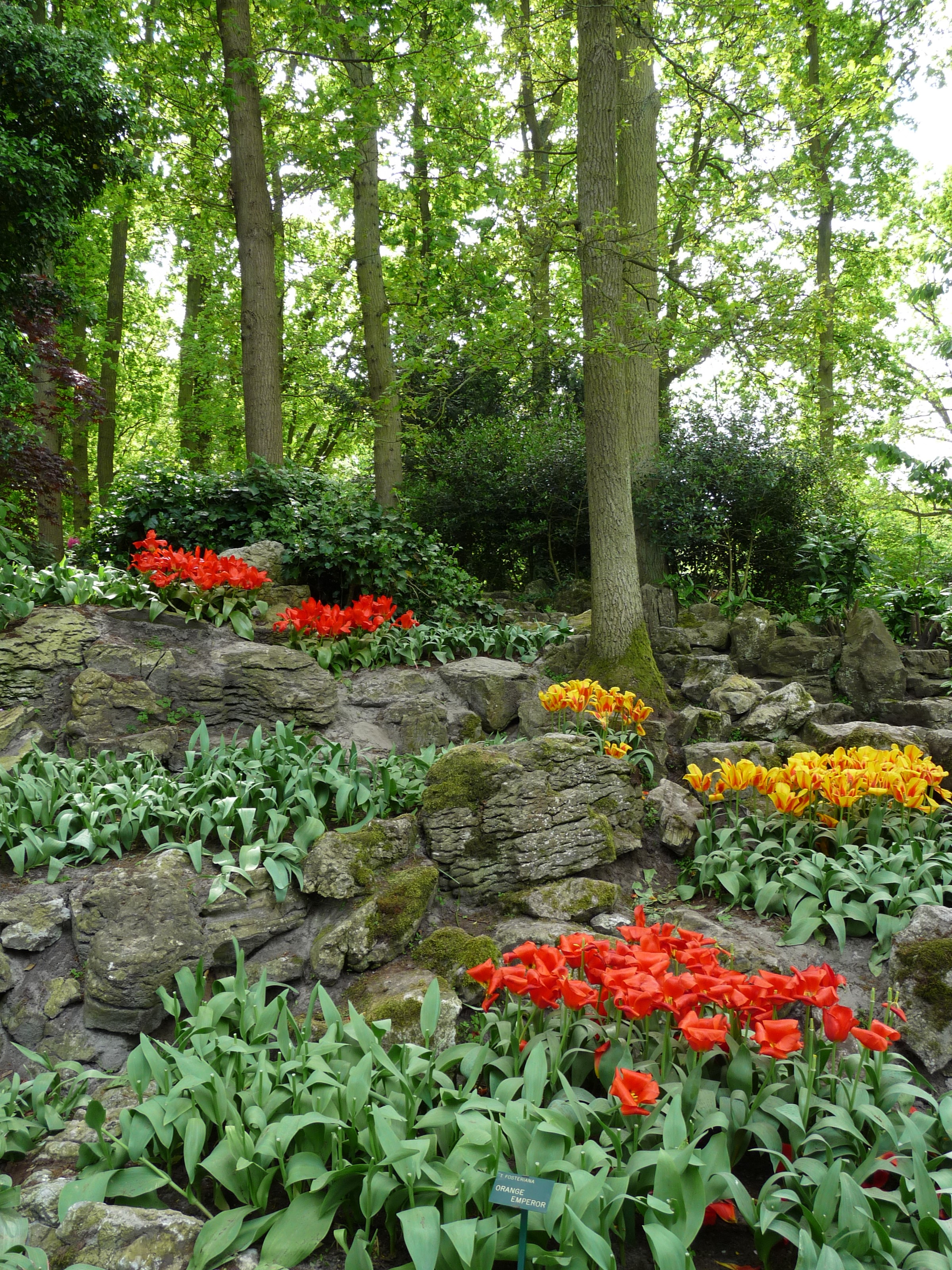 Tulips and trees in Keukenhof Gardens, Netherlands HD Phone Wallpaper