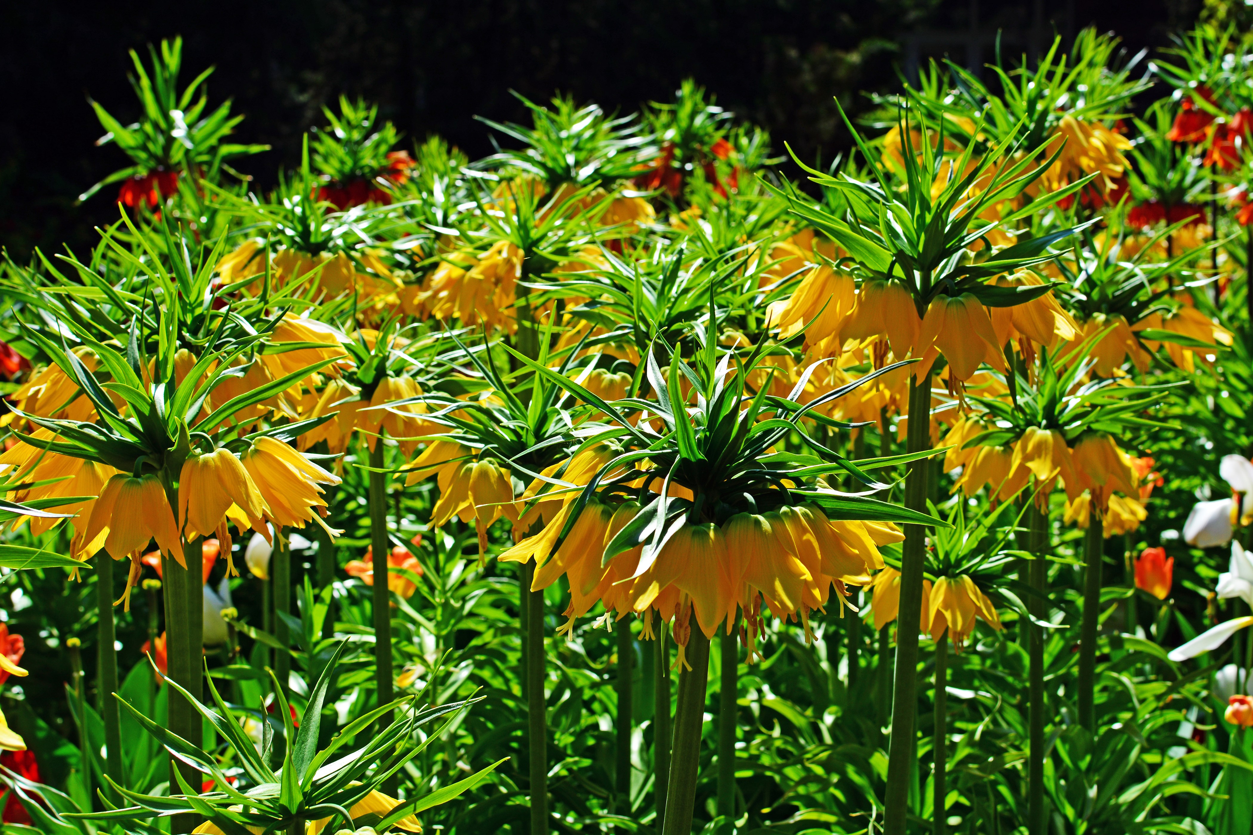 4K Yellow Fritillaria Flowers HD Wallpaper
