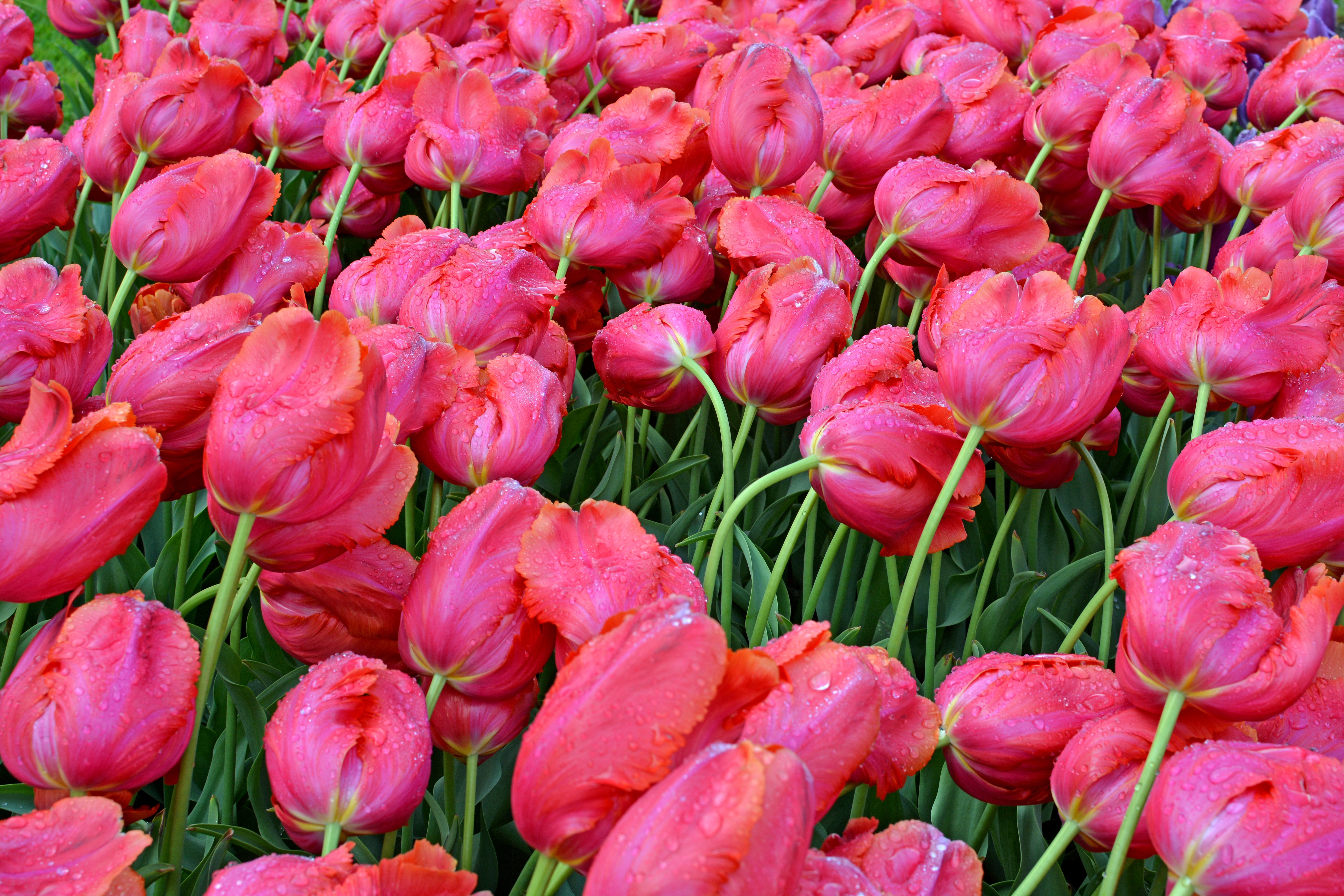 Many pink tulips with water droplets HD Wallpaper