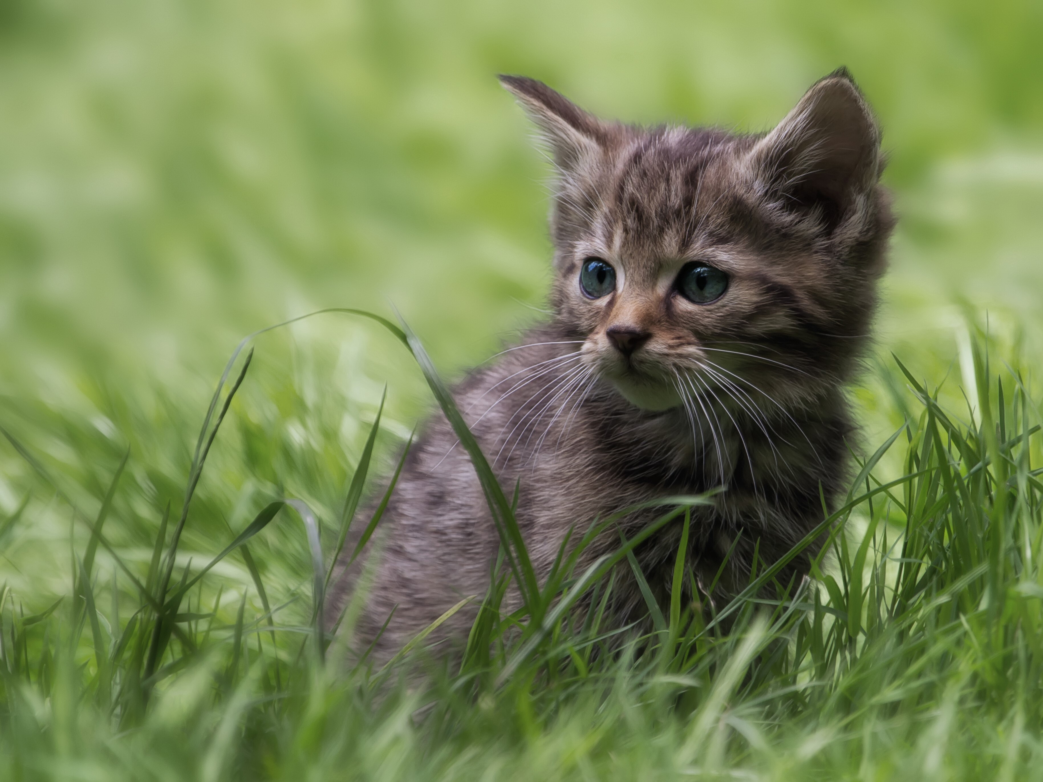 Kitten sitting in green grass HD Wallpaper