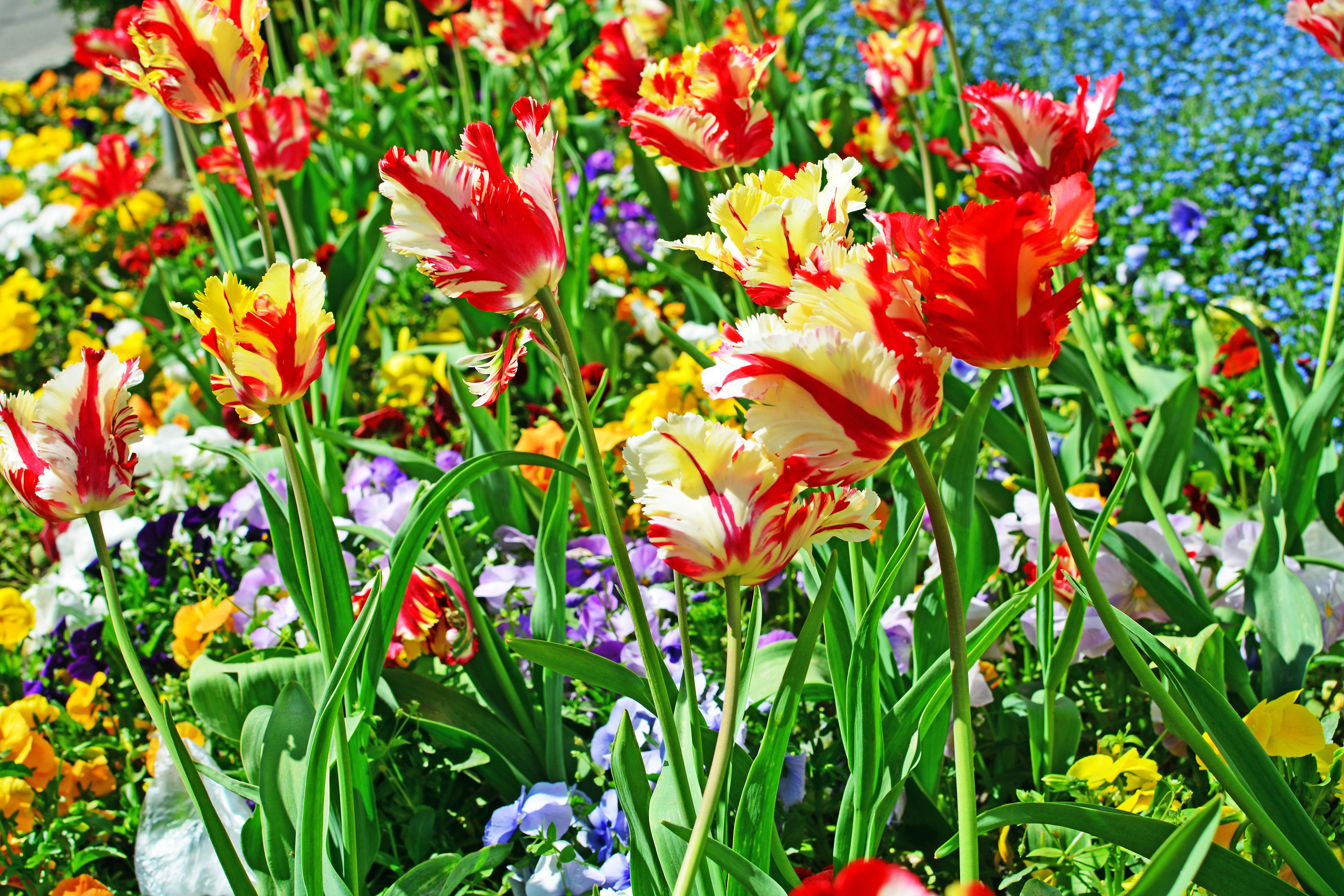 4K Tulips Closeup HD Wallpaper