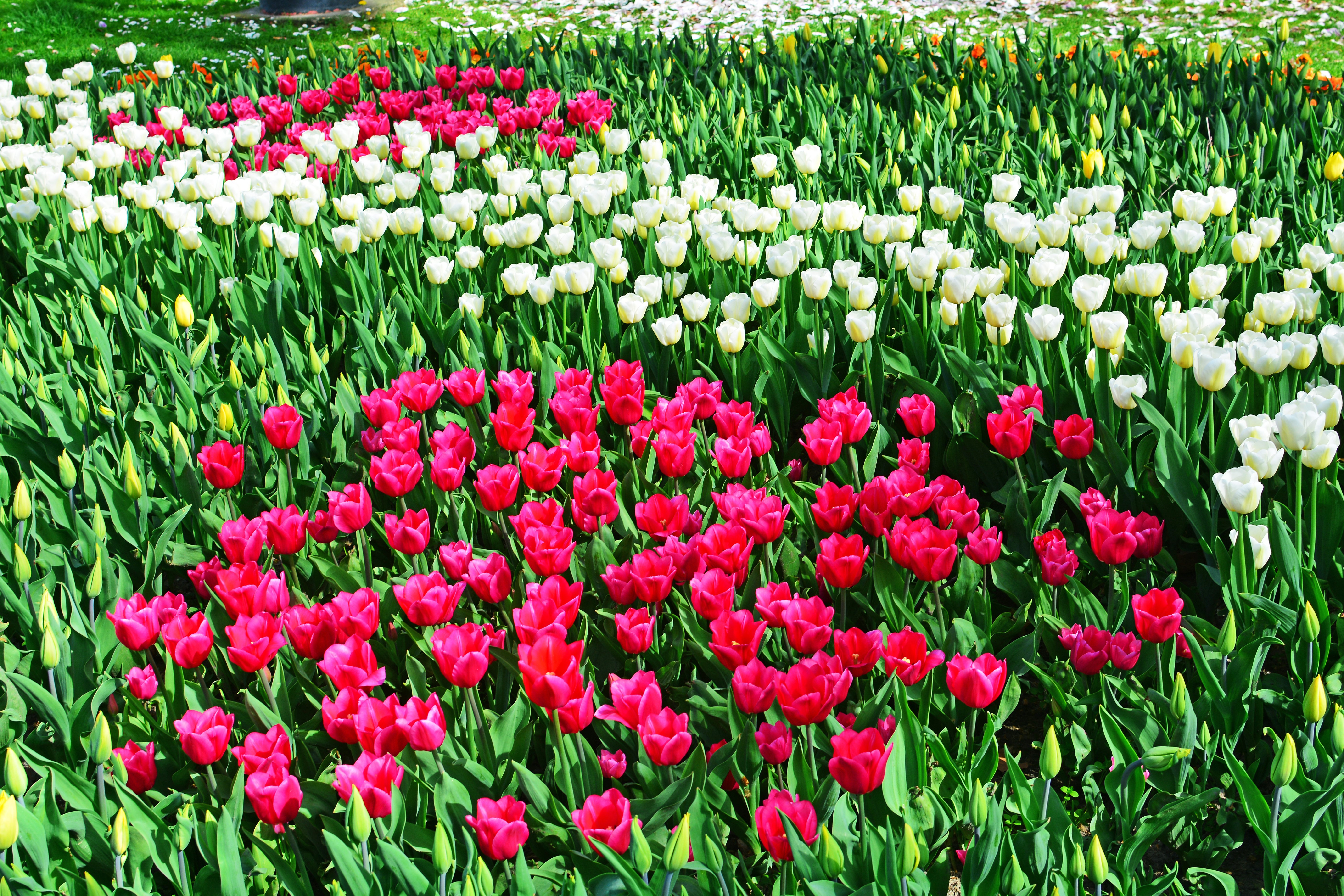Field of Pink and White Tulips HD Wallpaper