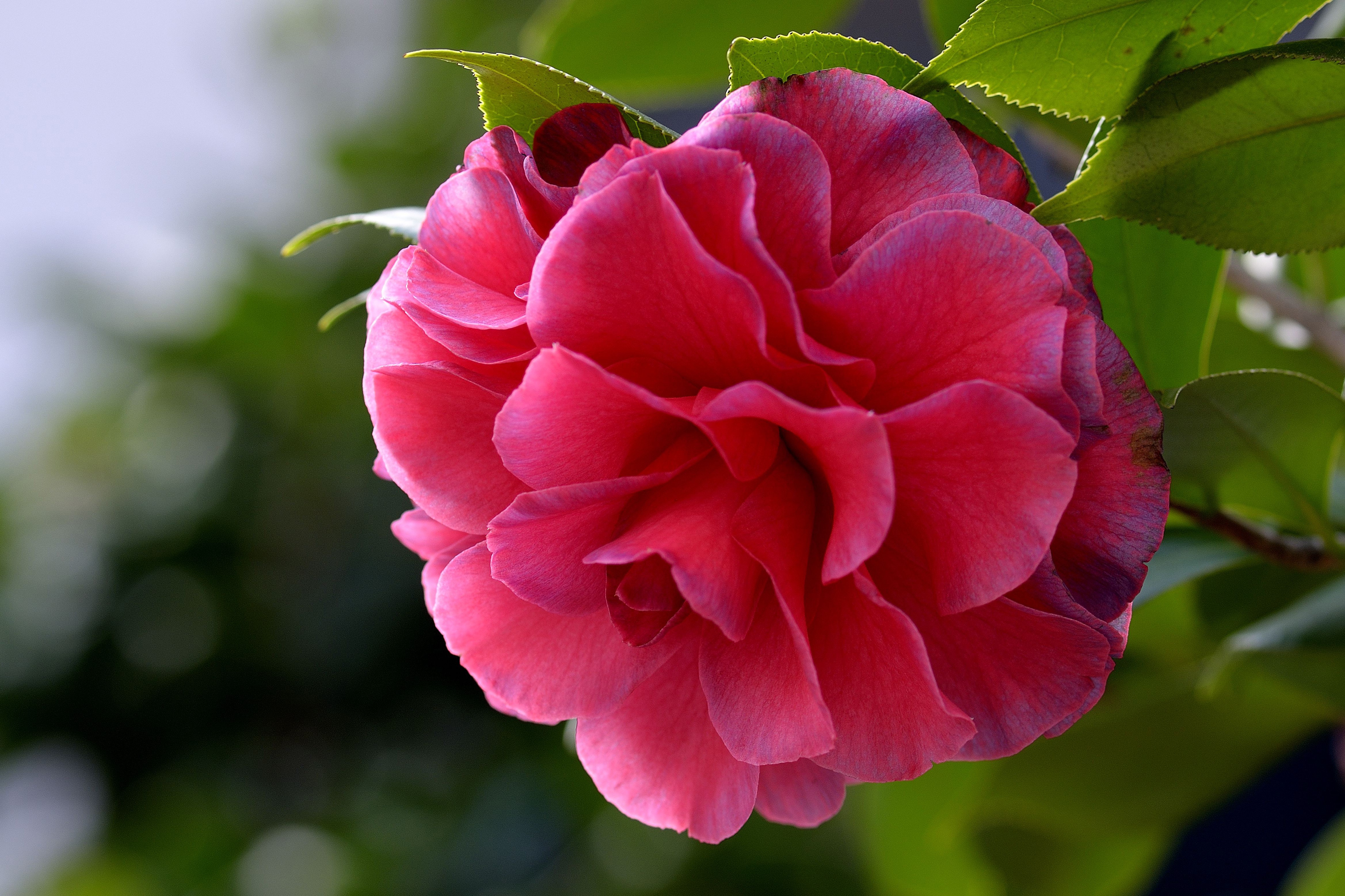 4K Closeup of a Pink Camellia Flower HD Wallpaper